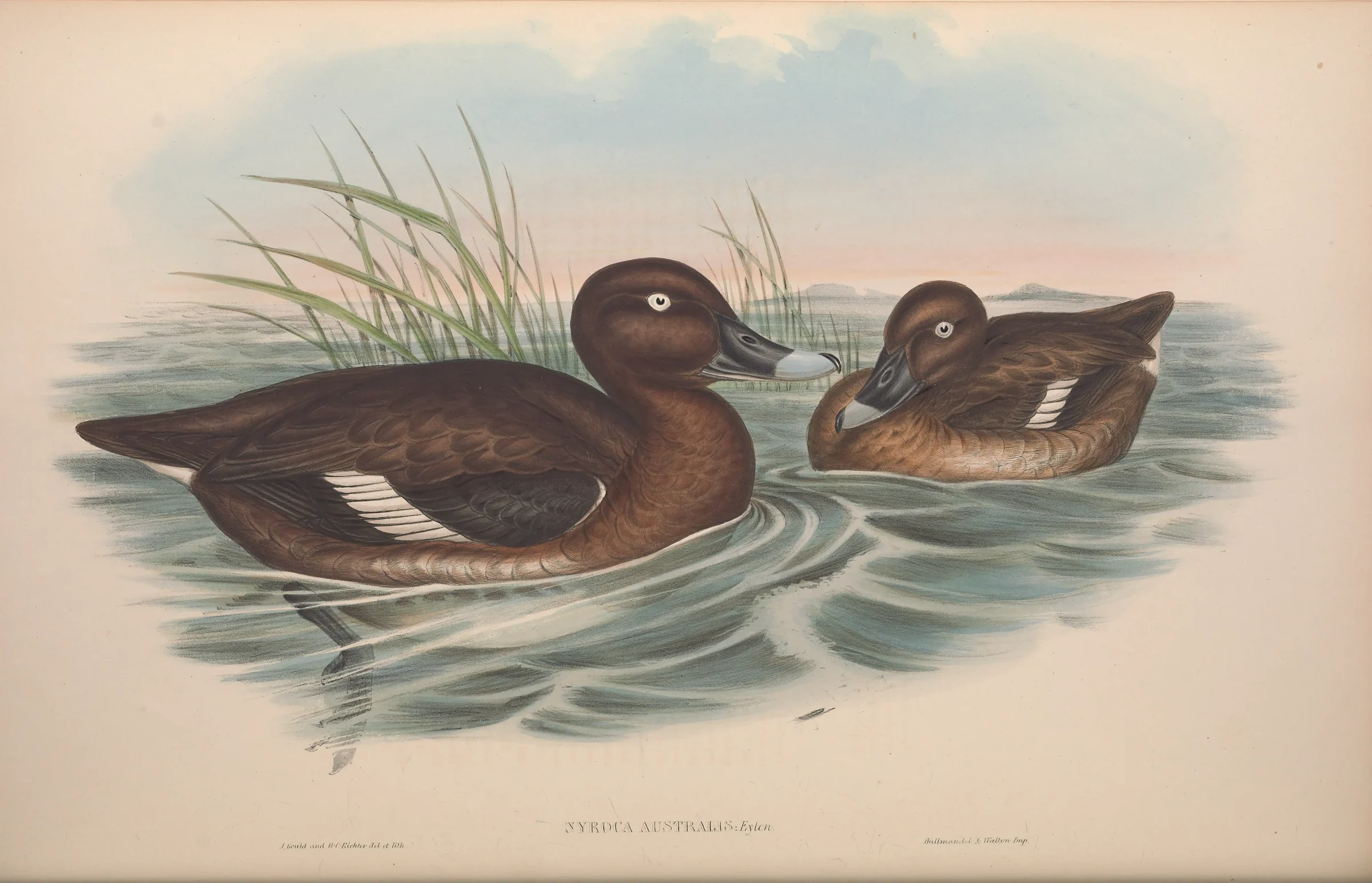 Historical bird plate: Hardhead