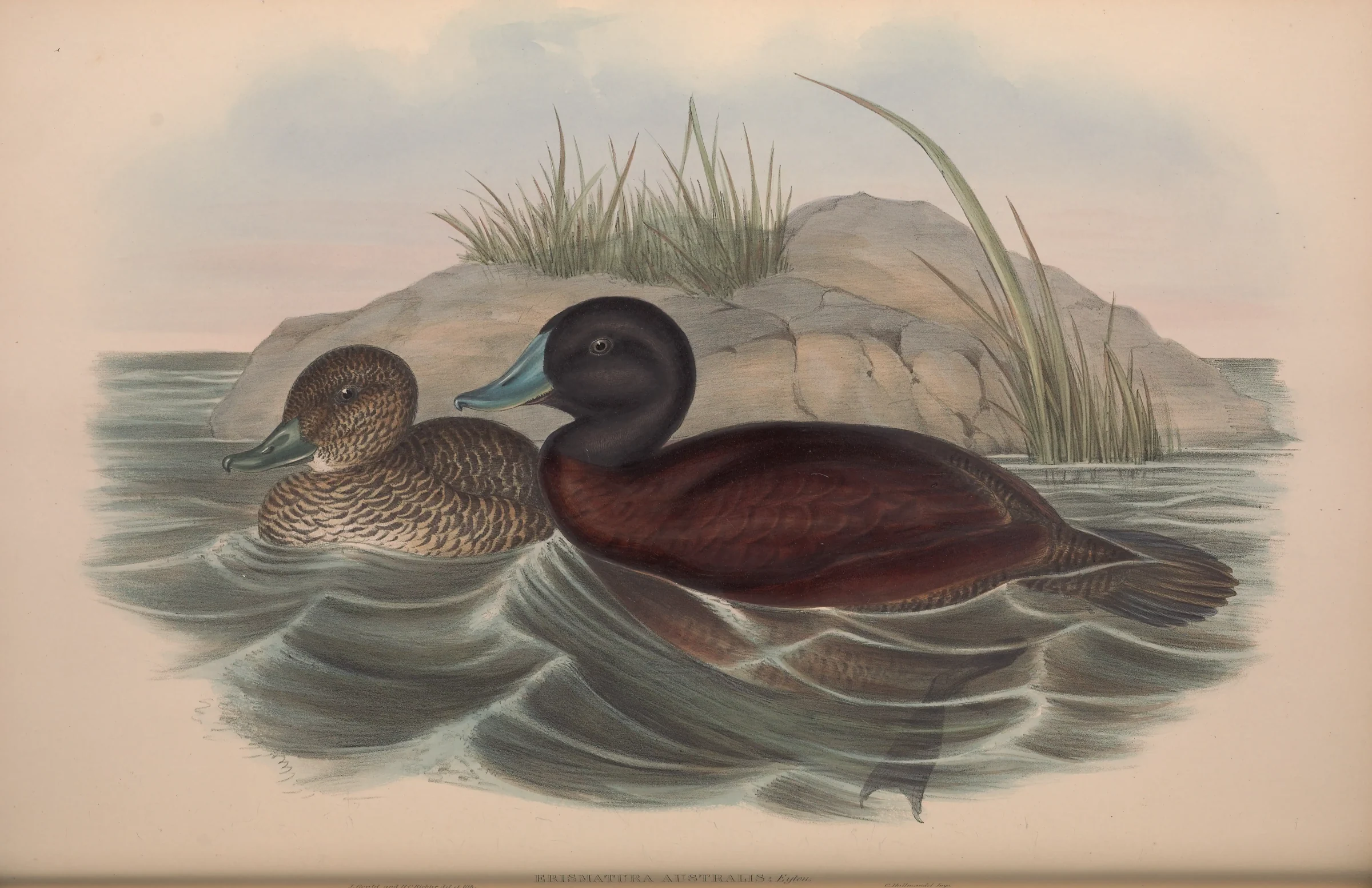 Historical bird plate: Blue-billed Duck