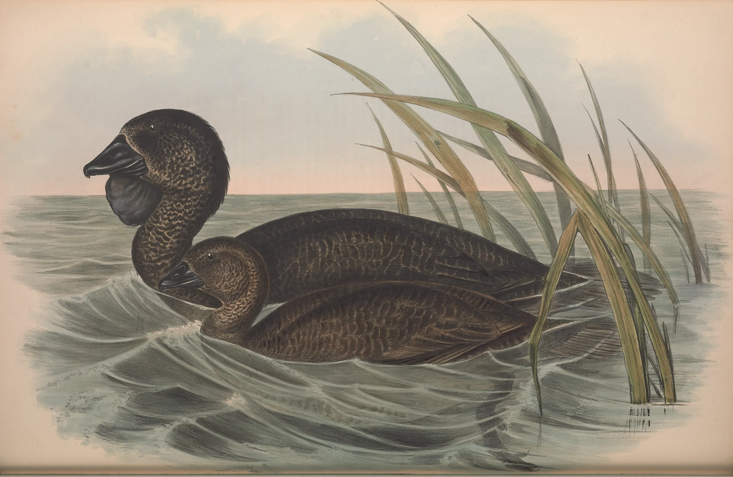 Historical bird plate: Musk Duck