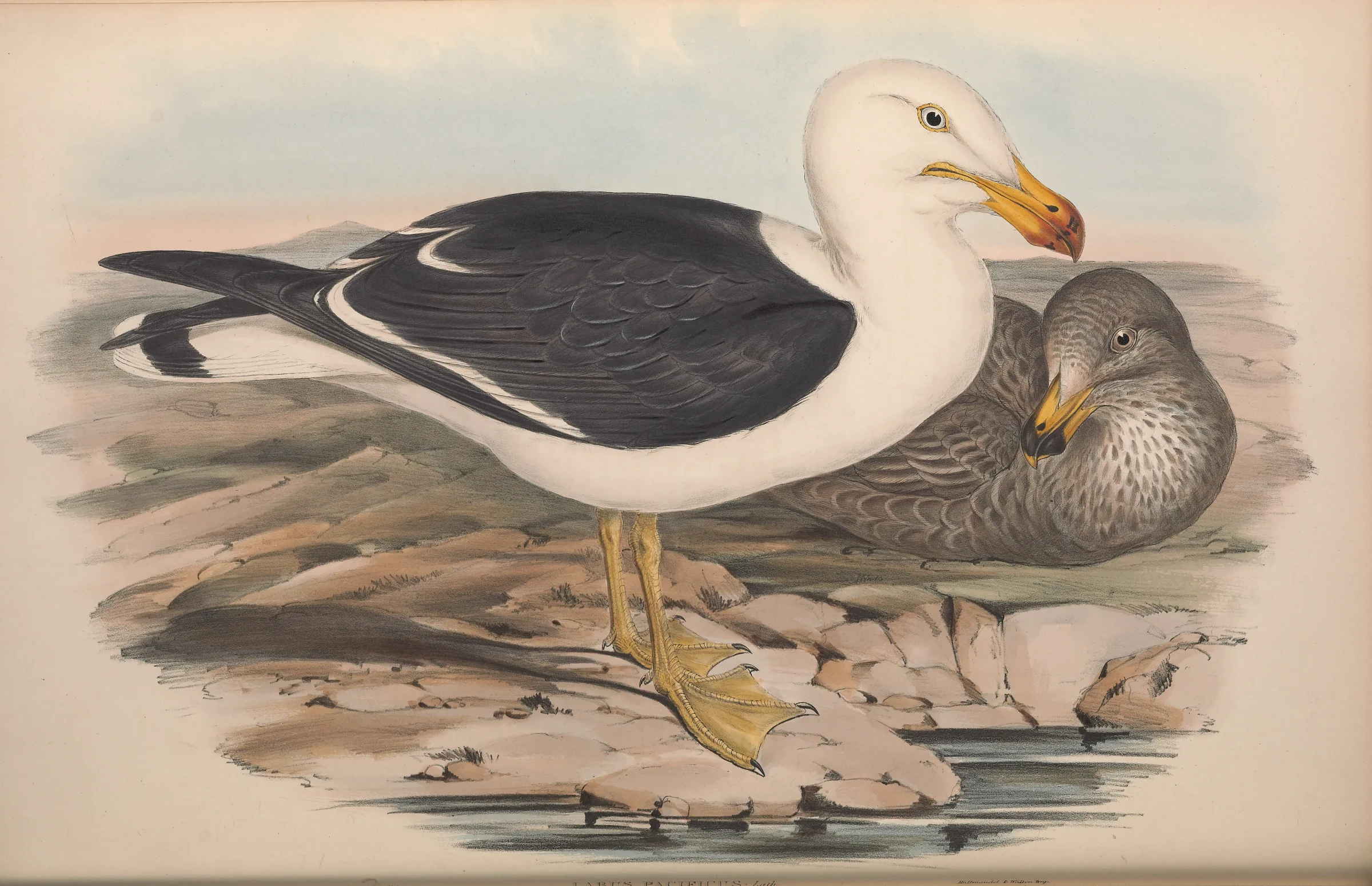 Historical bird plate: Pacific Gull