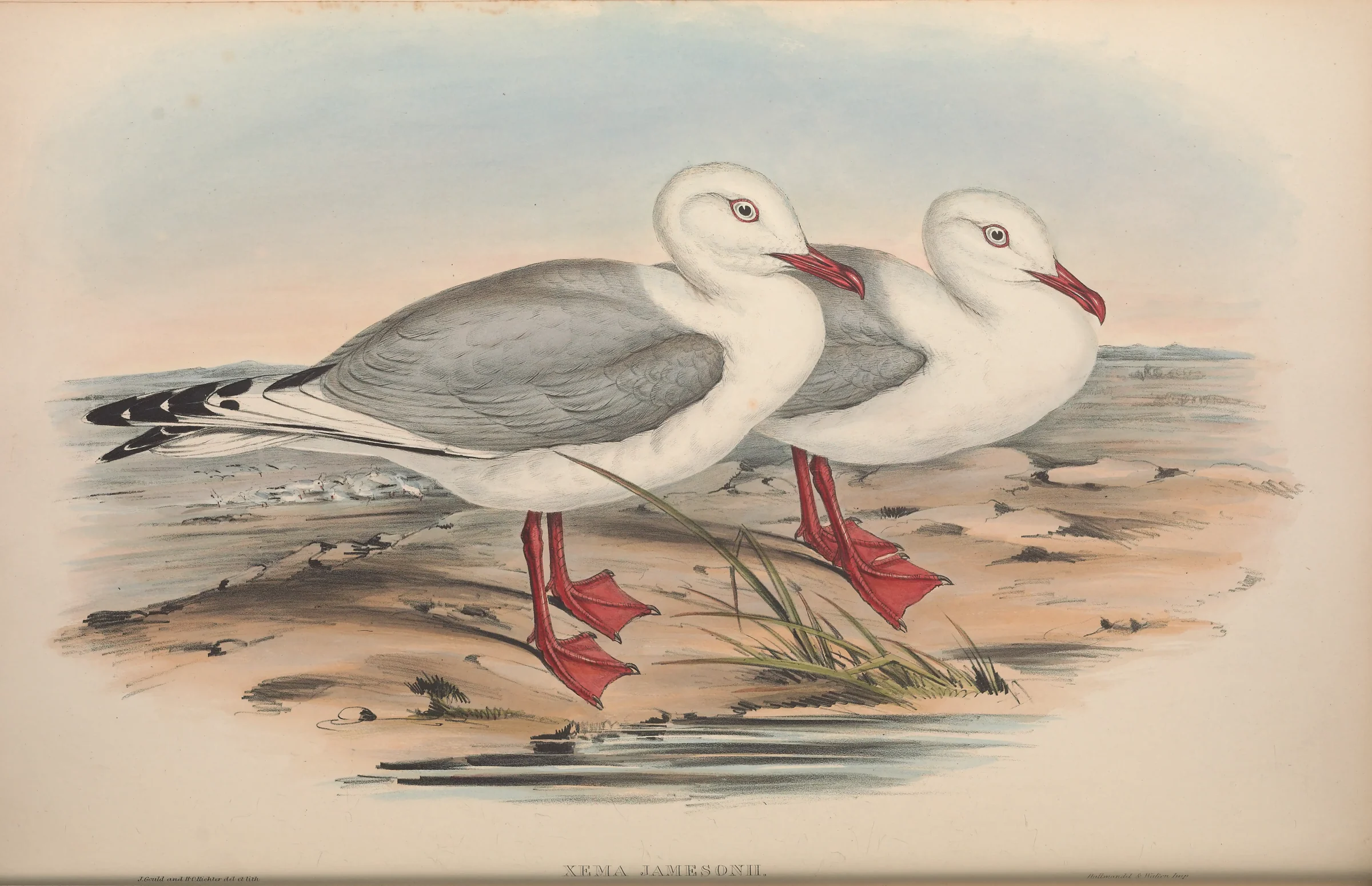 Historical bird plate: Silver Gull
