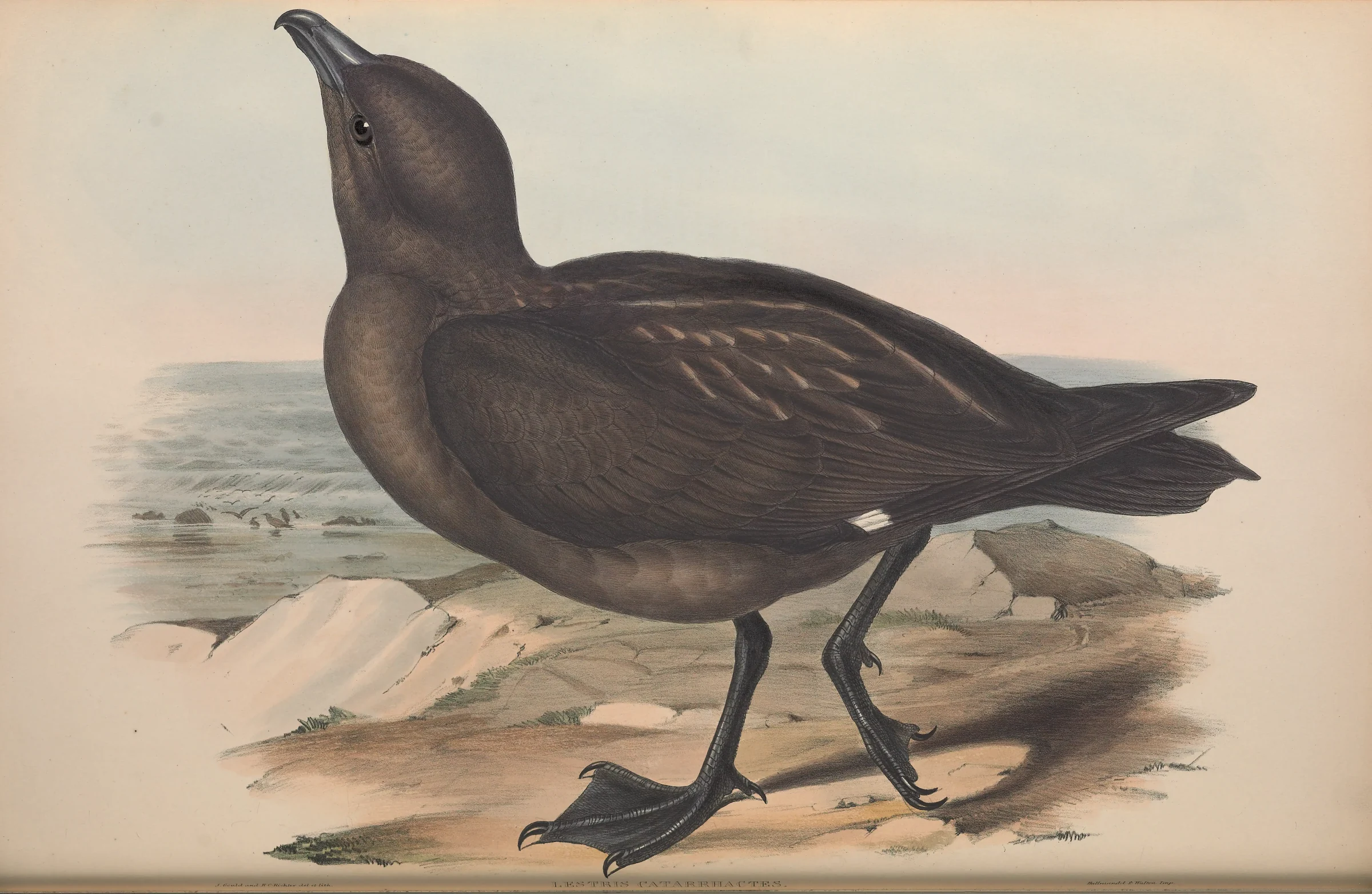 Historical bird plate: Brown Skua