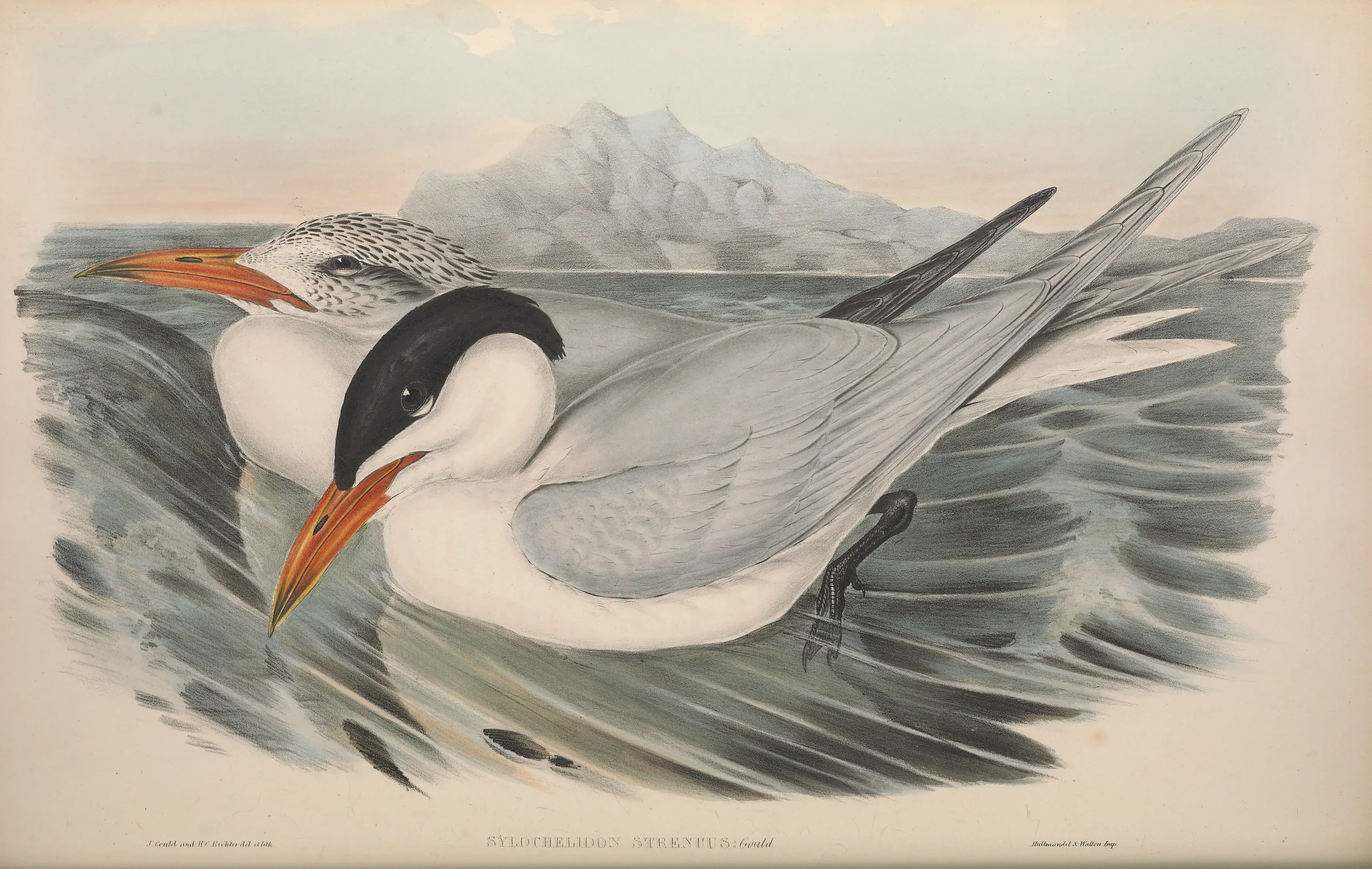 Historical bird plate: Caspian Tern