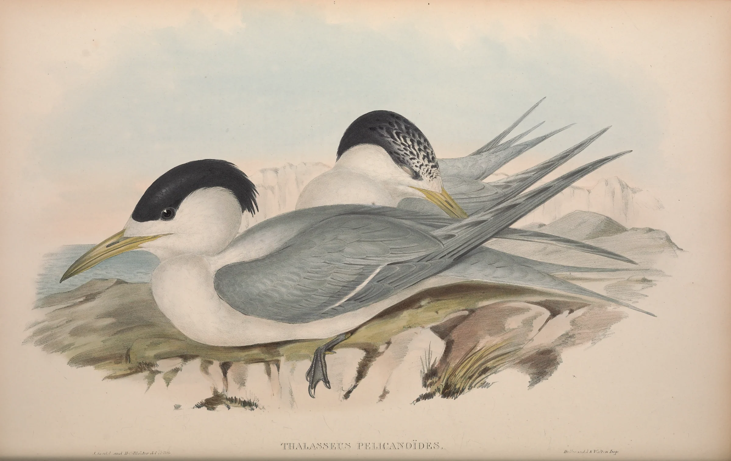 Historical bird plate: Greater Crested Tern