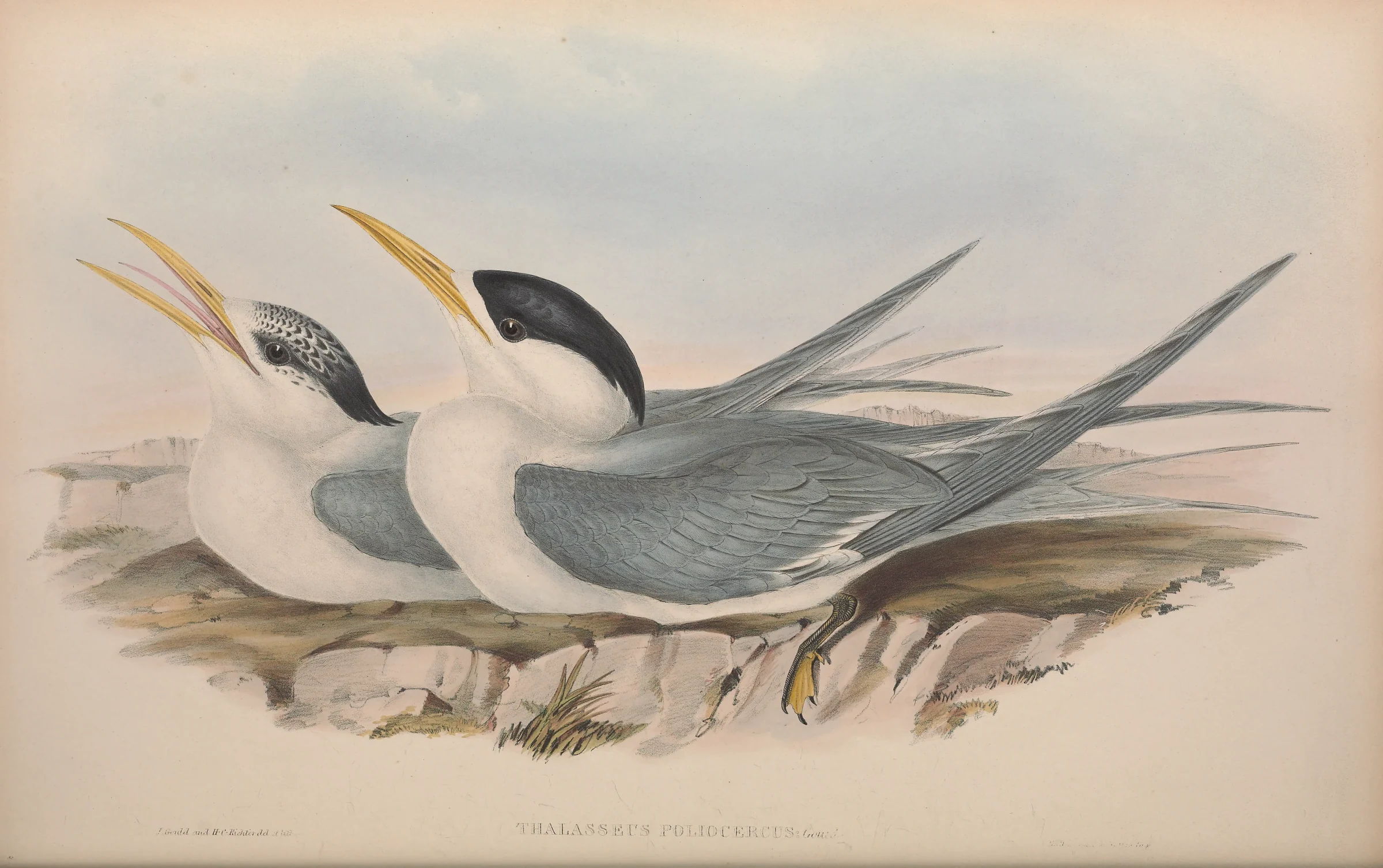 Historical bird plate: Greater Crested Tern