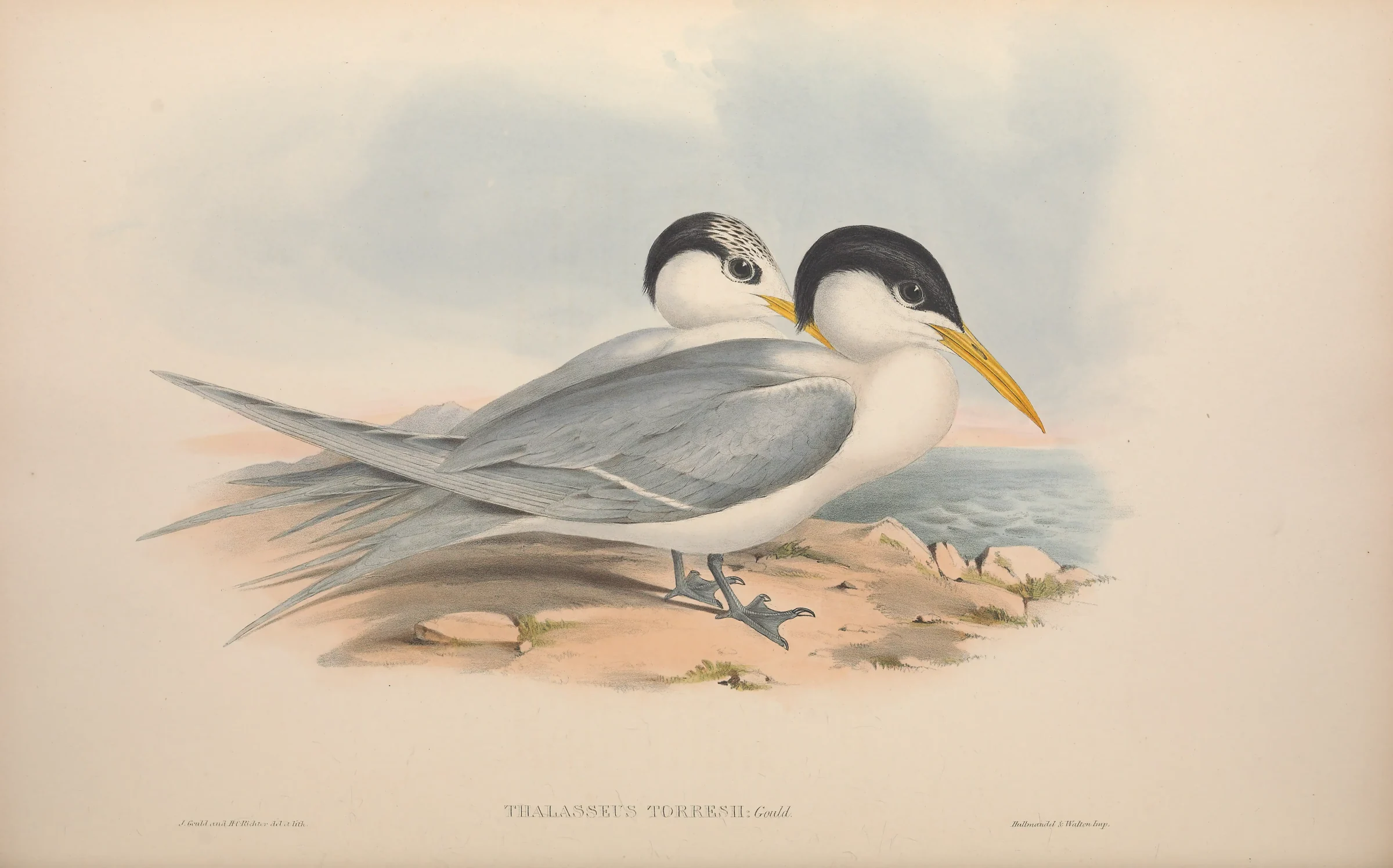Historical bird plate: Lesser Crested Tern