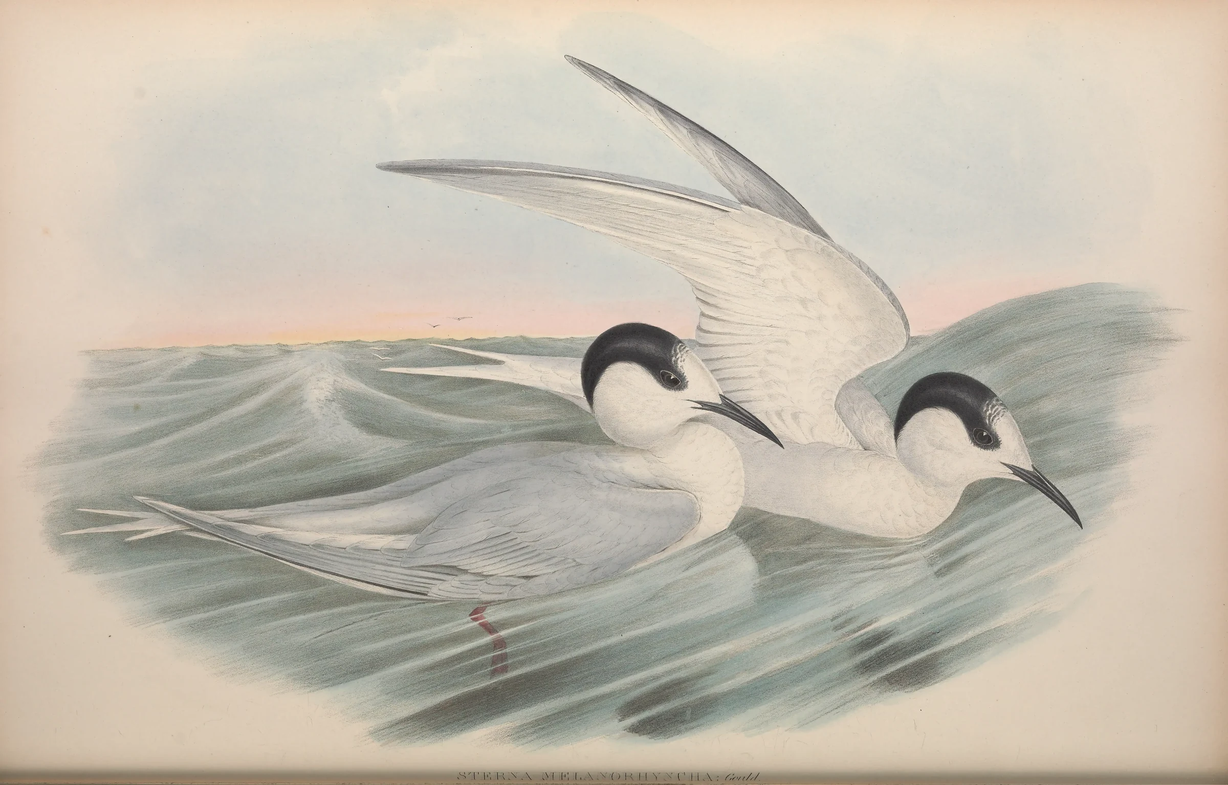 Historical bird plate: White-fronted Tern