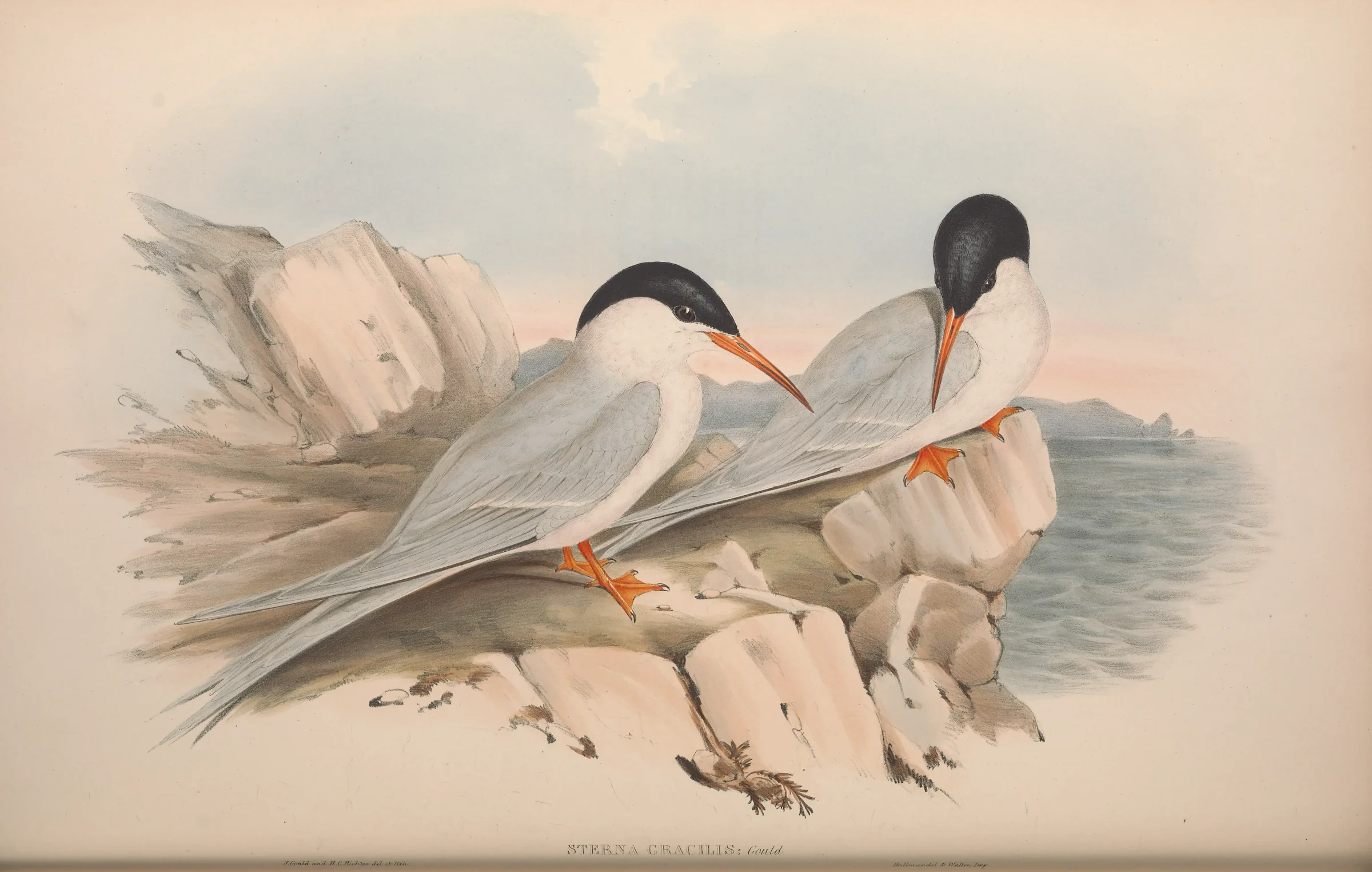 Historical bird plate: Roseate Tern