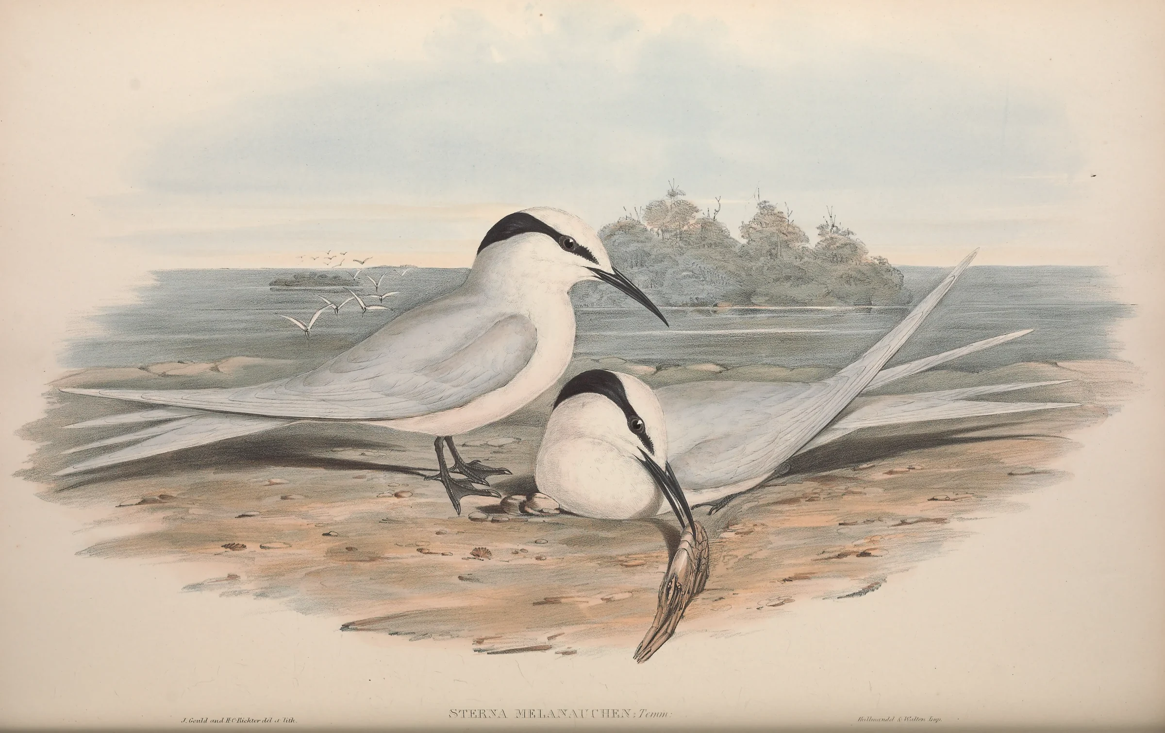 Historical bird plate: Black-naped Tern