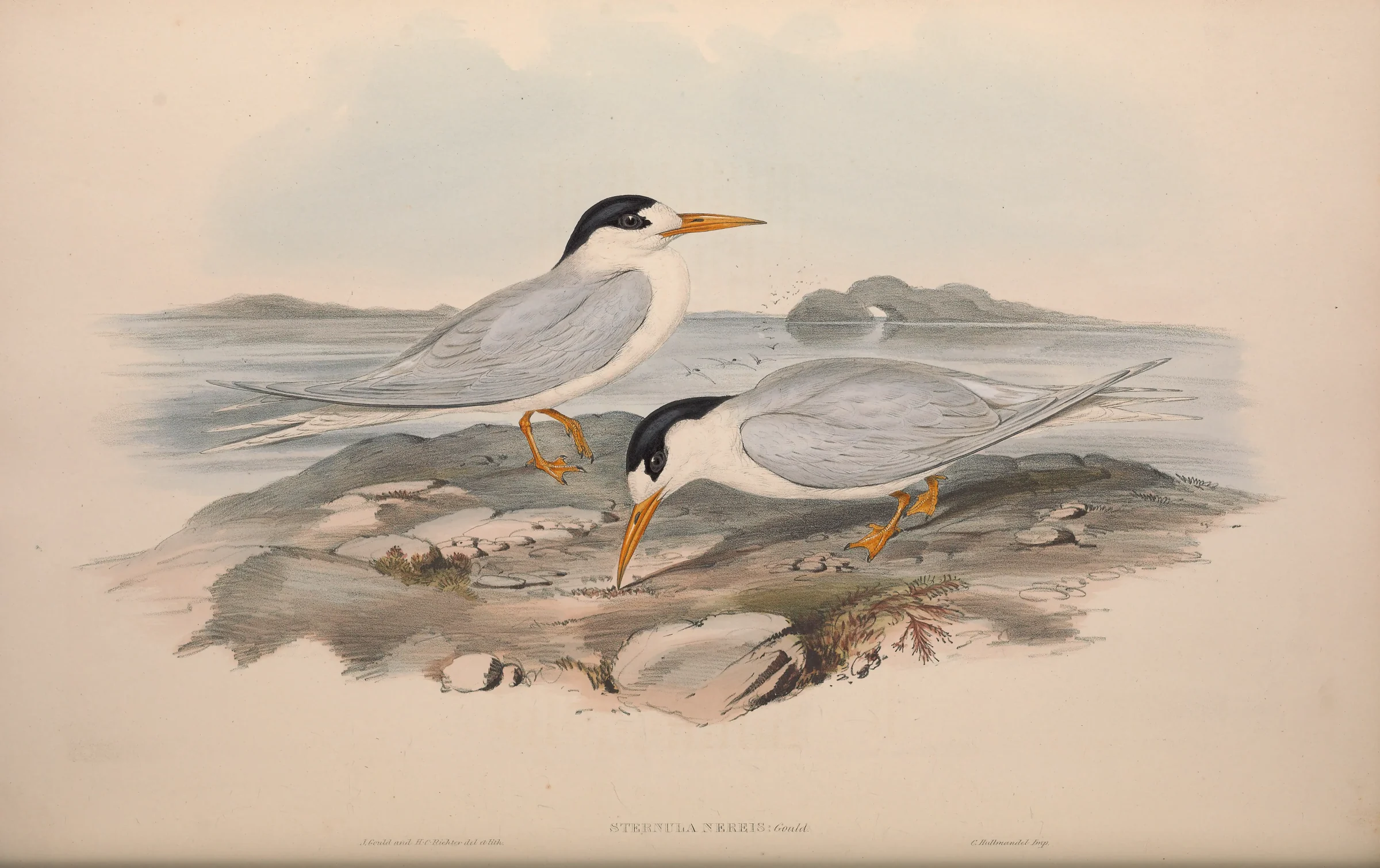 Historical bird plate: Fairy Tern