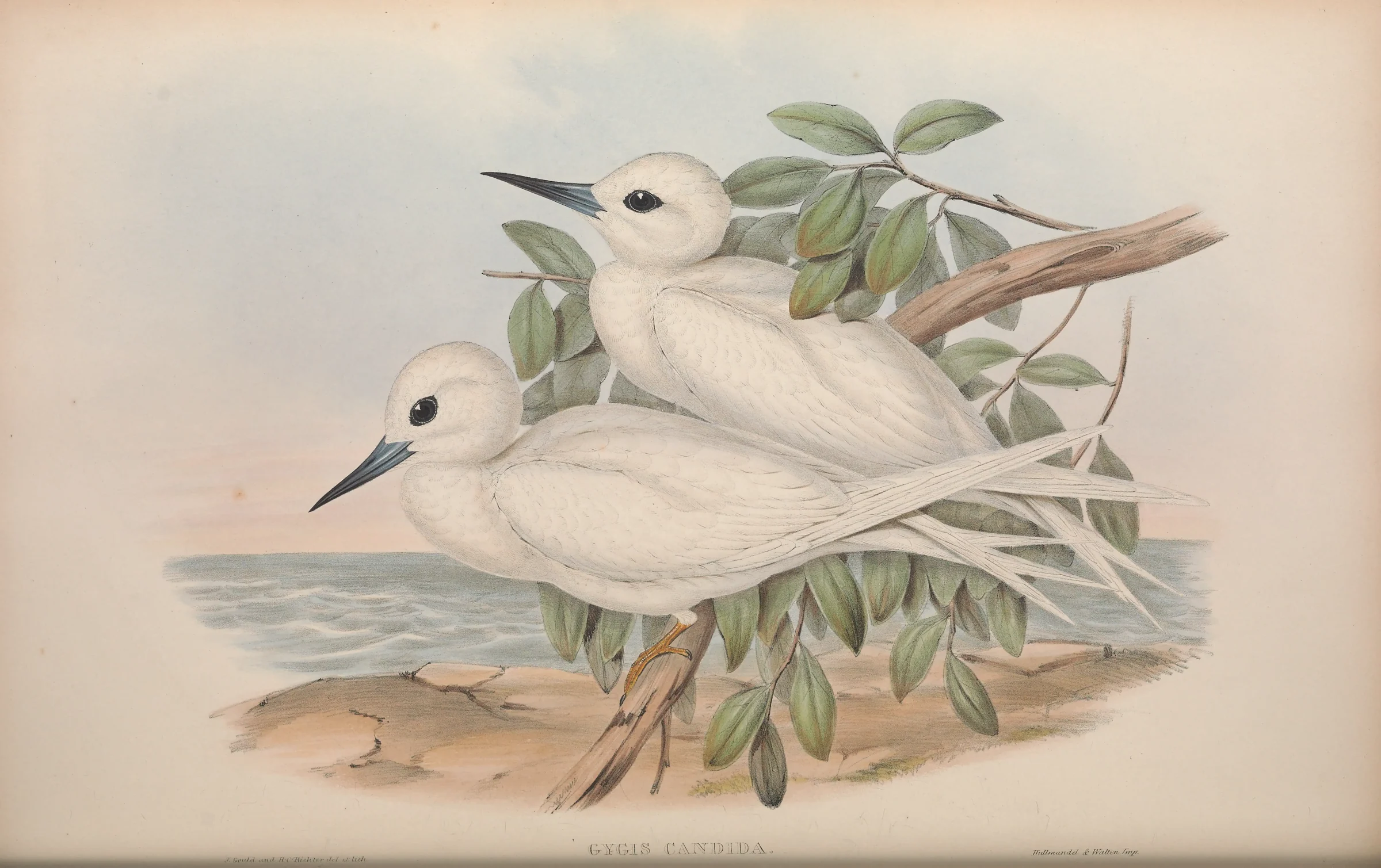 Historical bird plate: Blue-billed White Tern