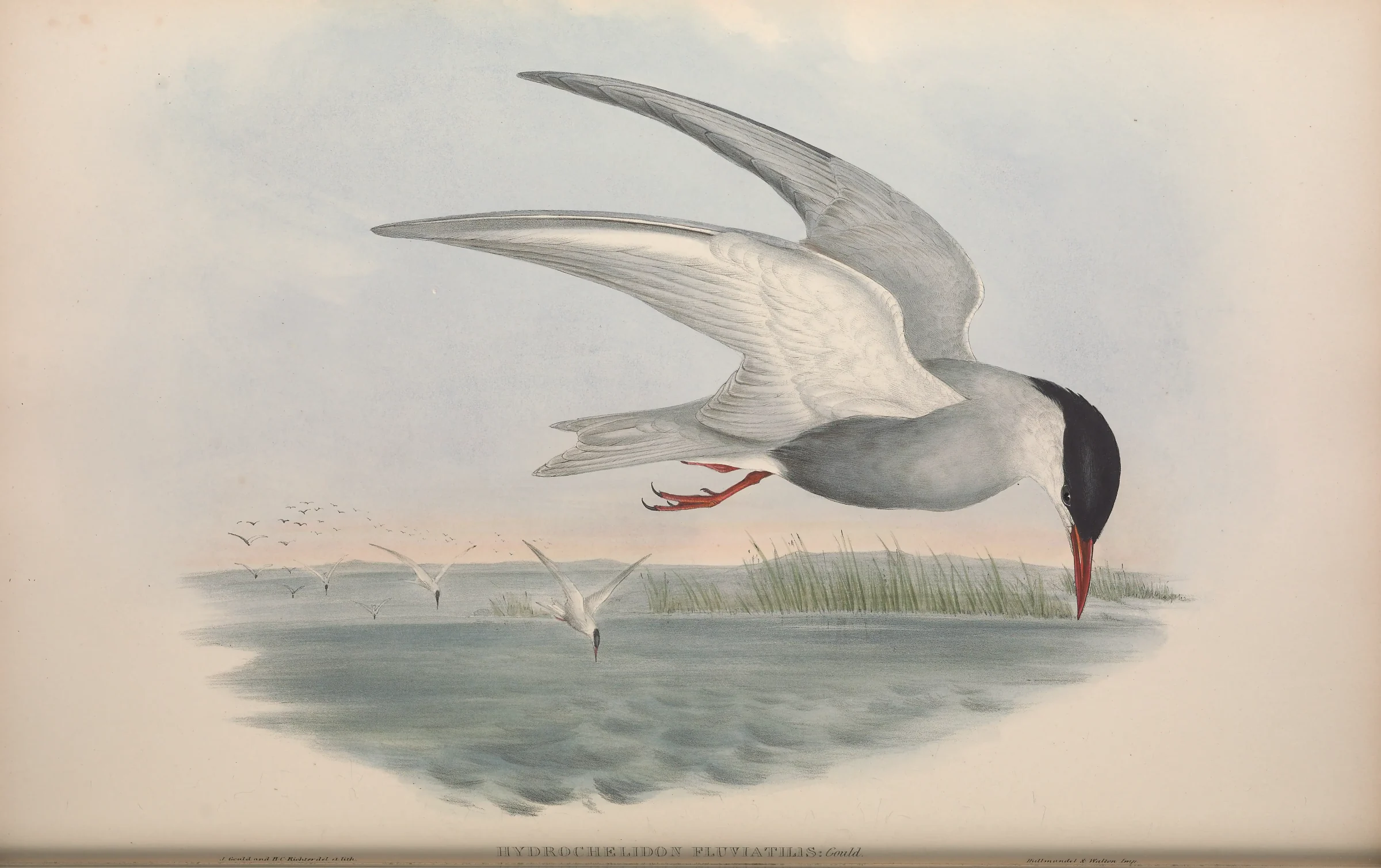 Historical bird plate: Whiskered Tern