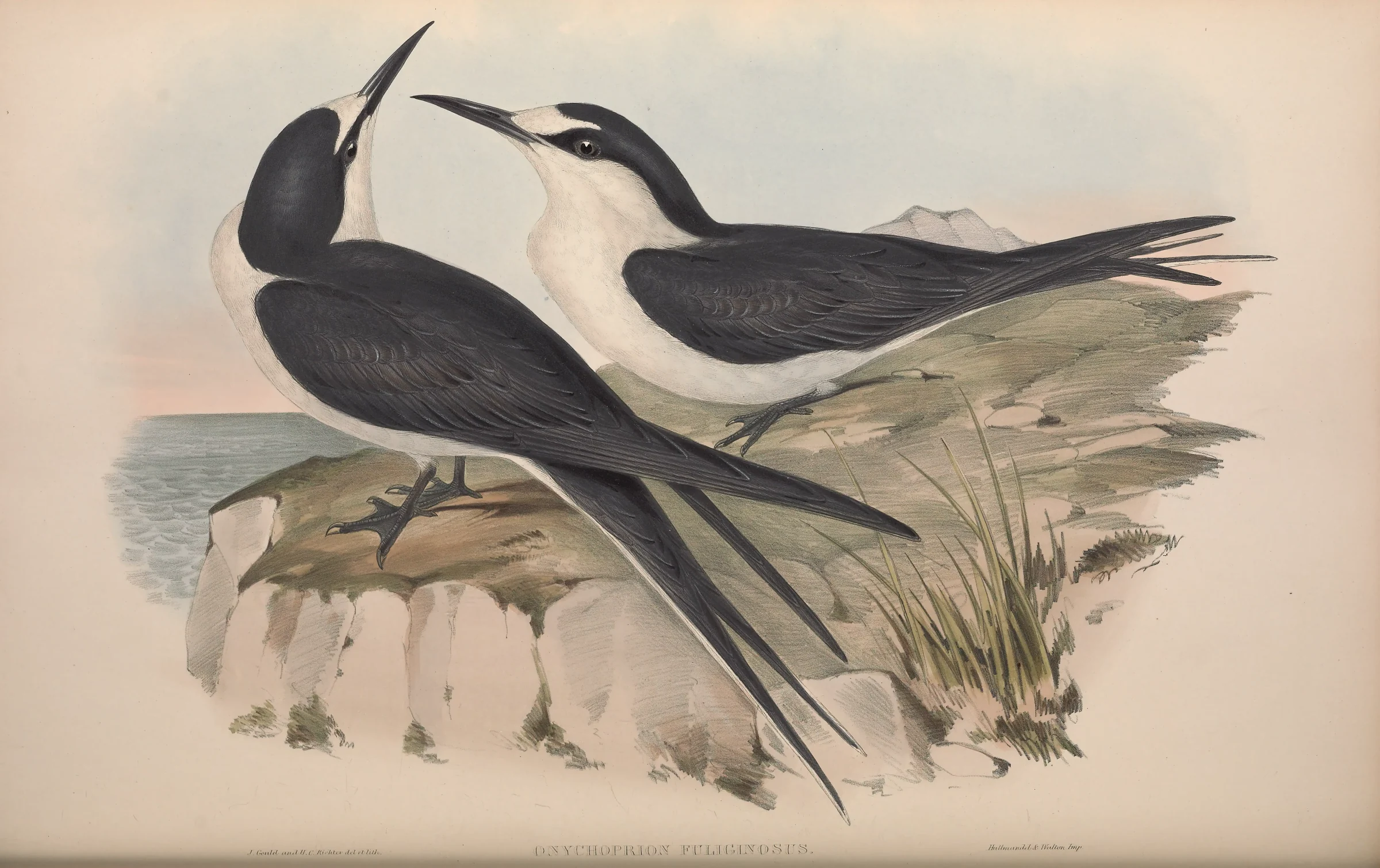 Historical bird plate: Sooty Tern