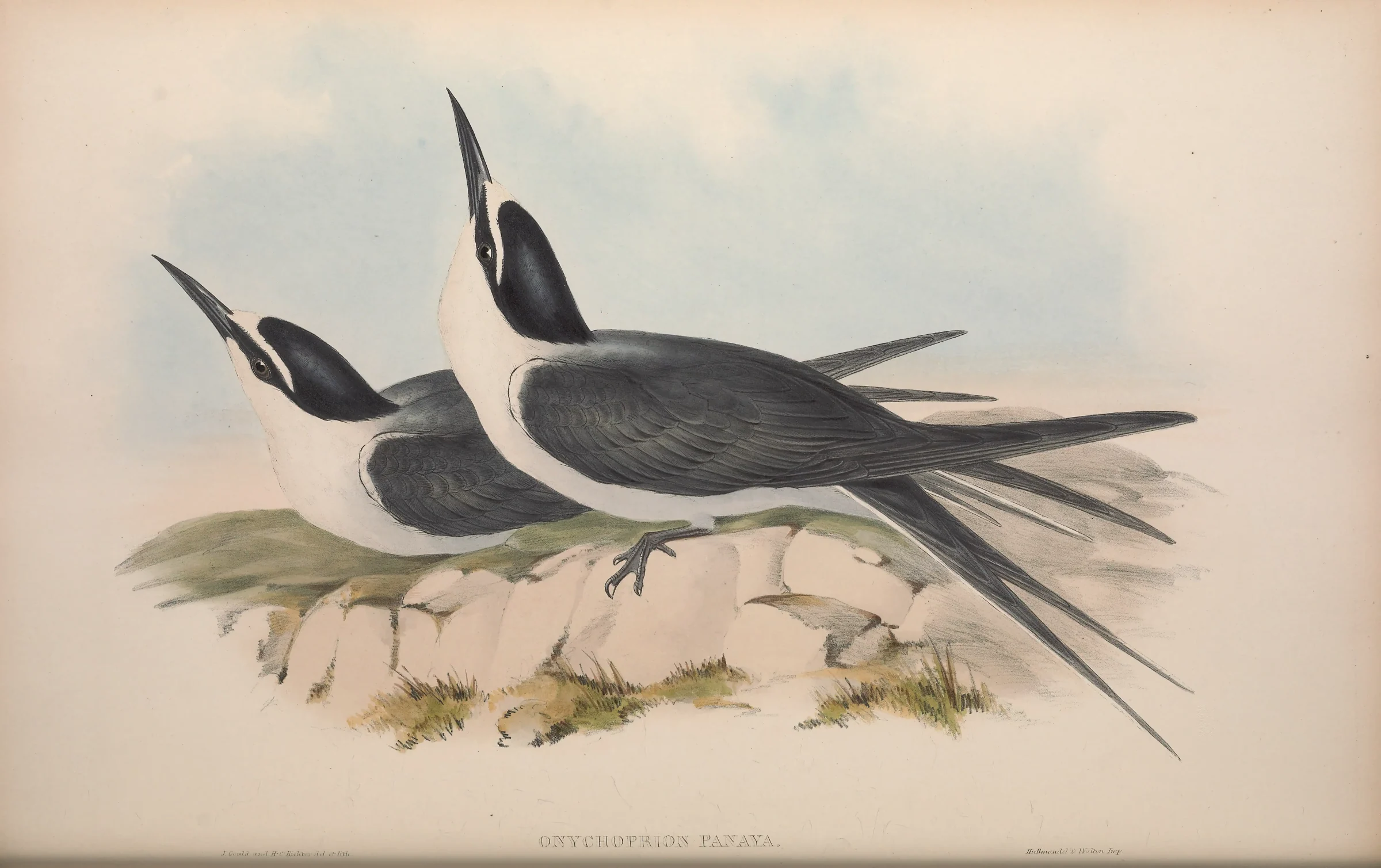Historical bird plate: Bridled Tern