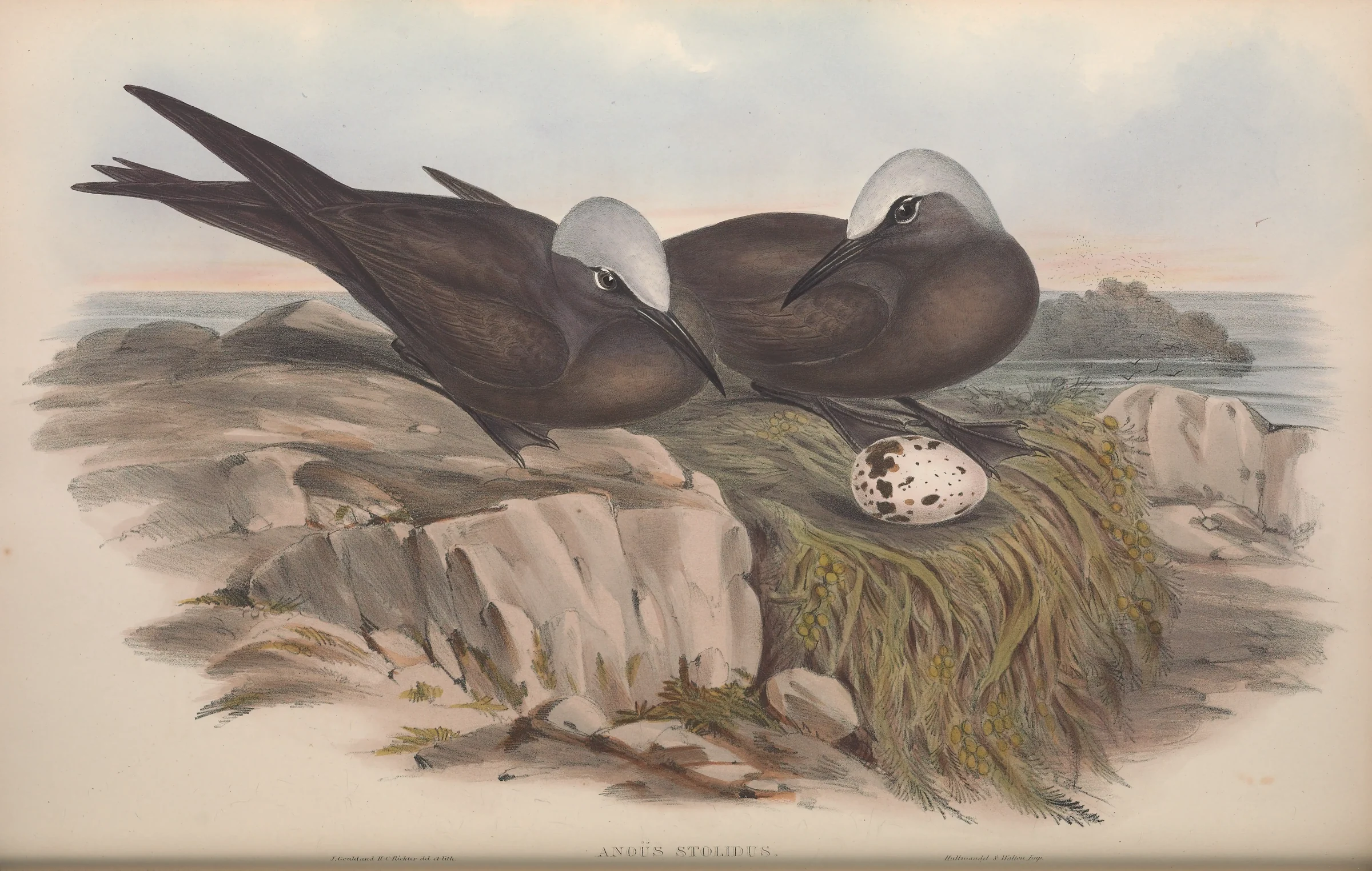Historical bird plate: Brown Noddy