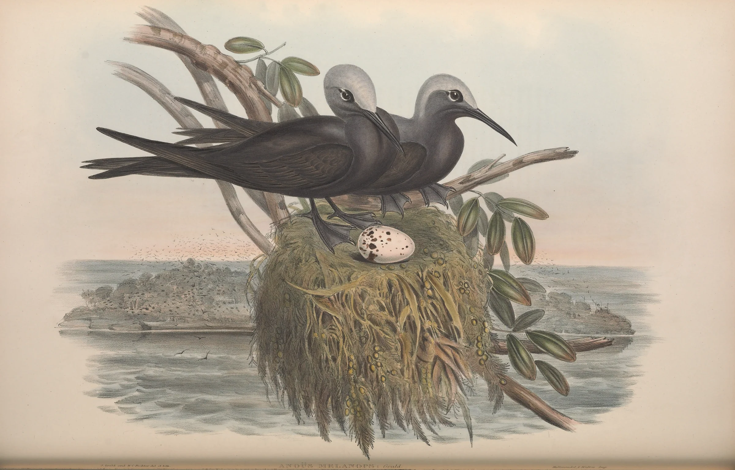Historical bird plate: Lesser Noddy