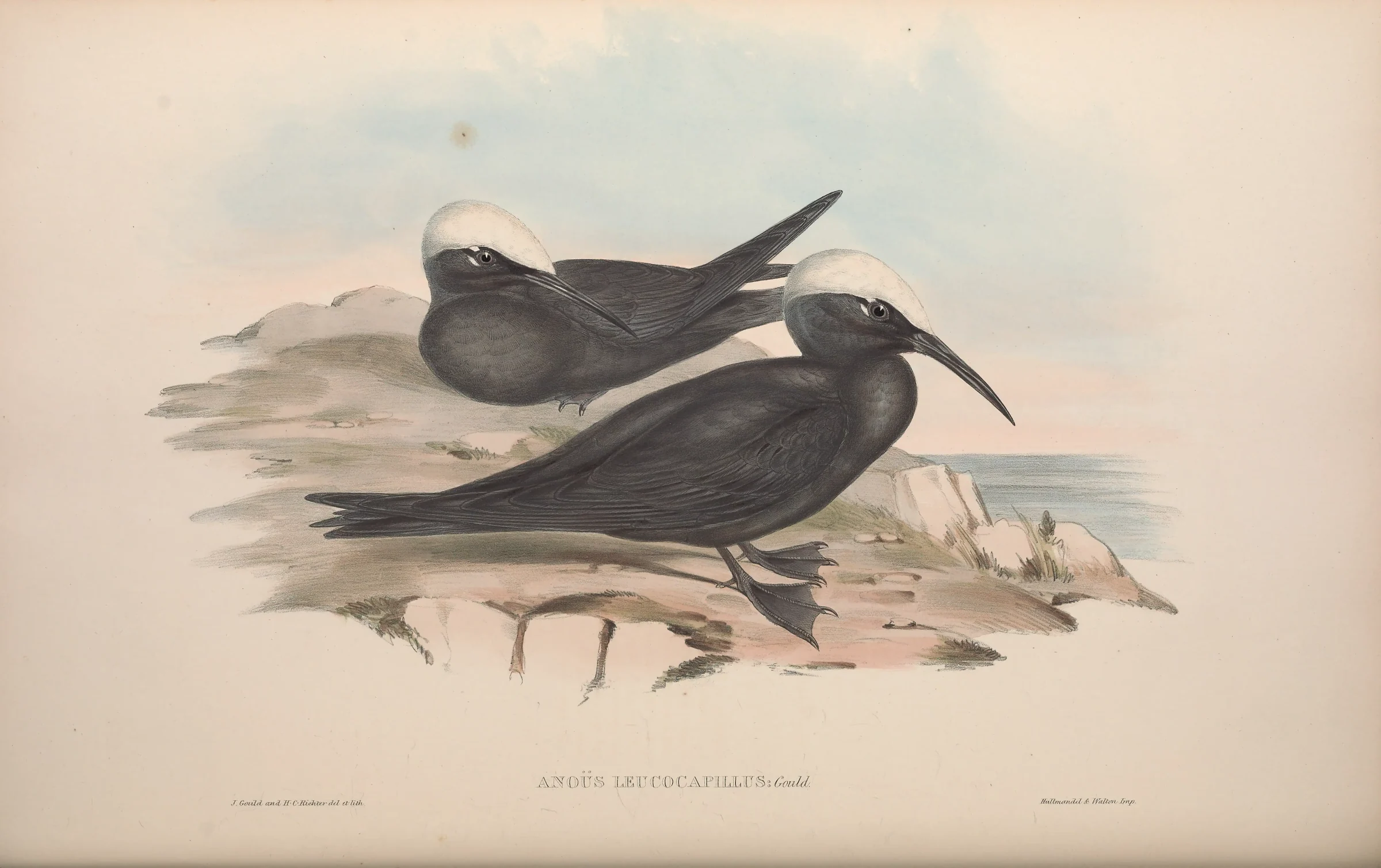 Historical bird plate: Black Noddy