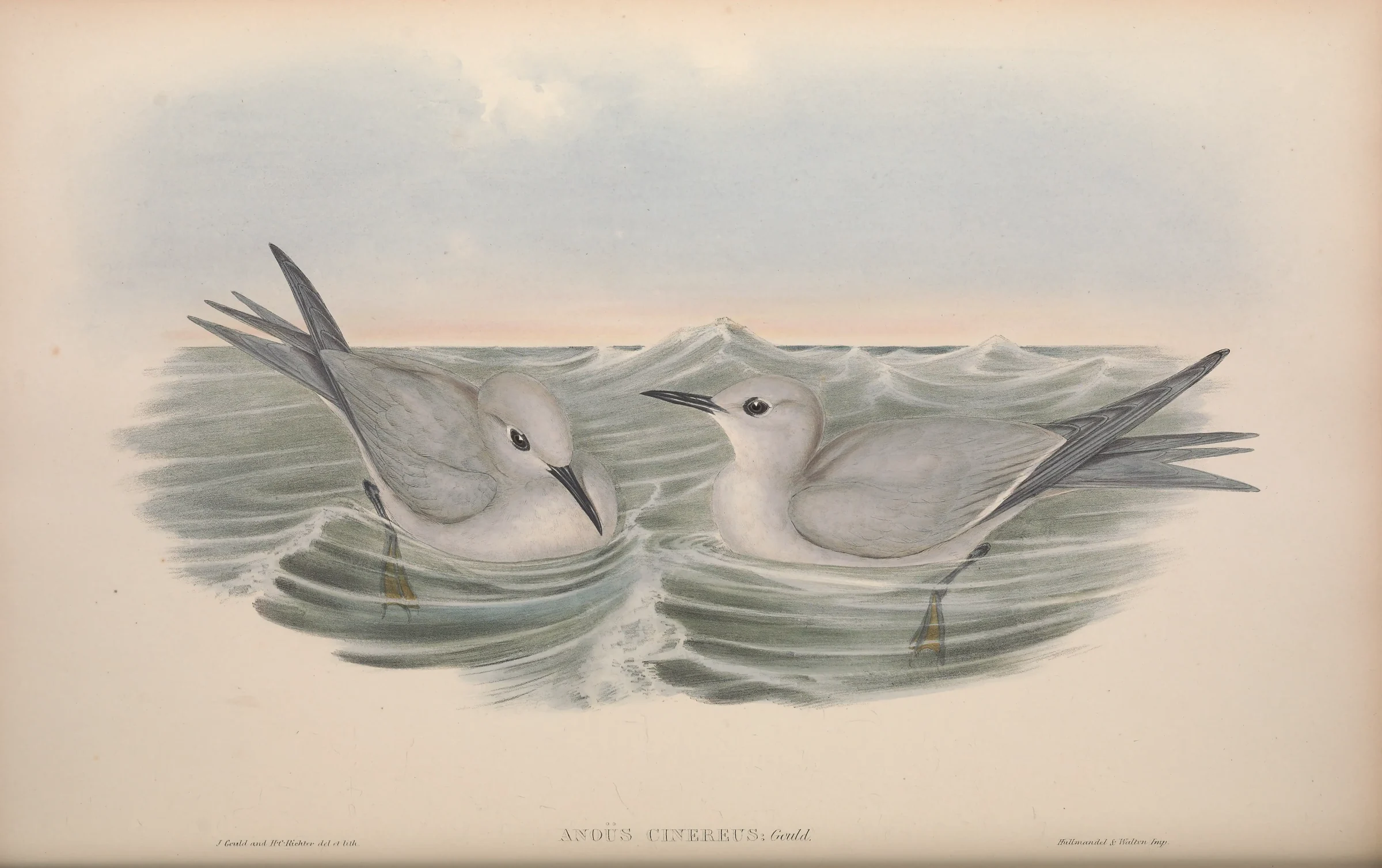 Historical bird plate: Grey Noddy