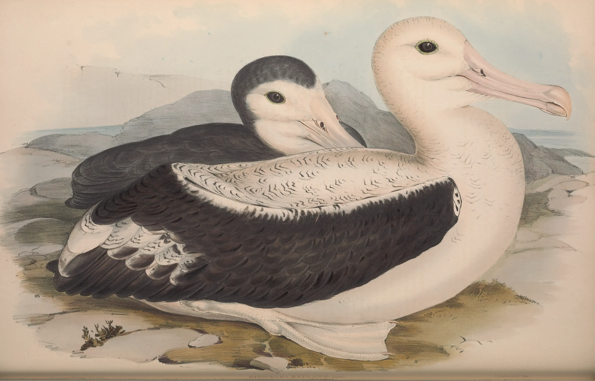 Historical bird plate: Amsterdam Albatross