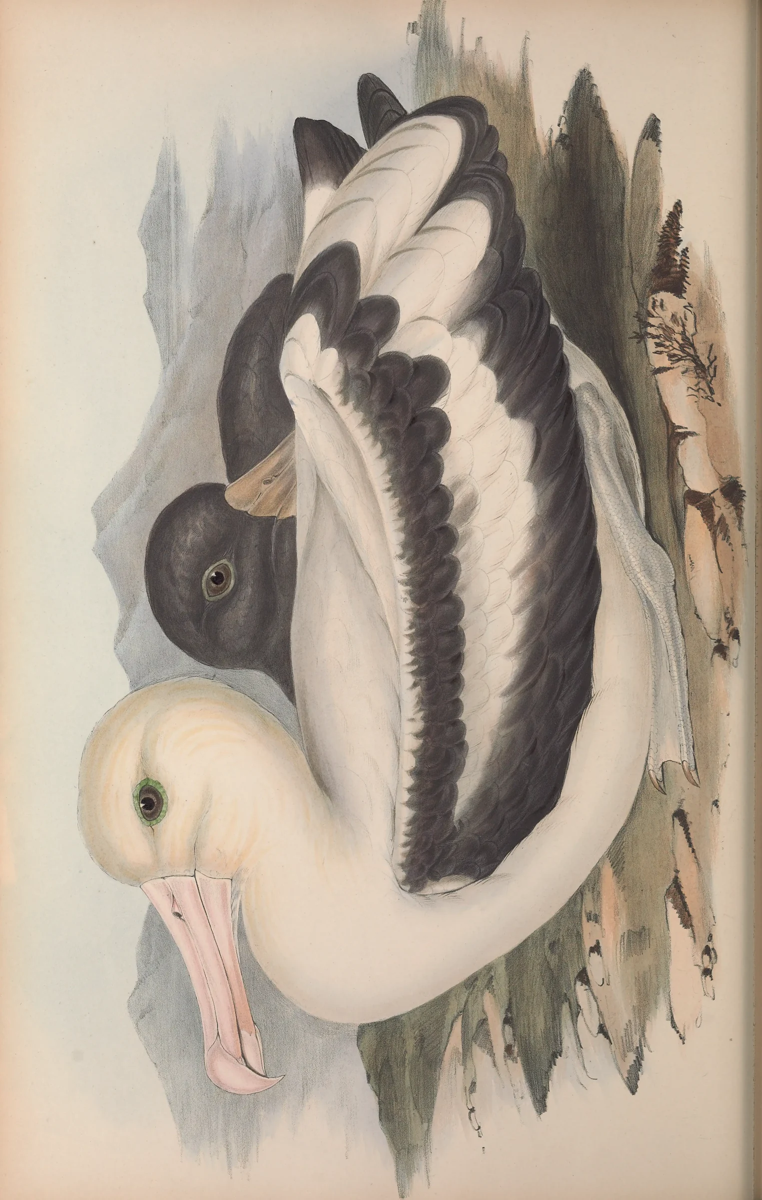 Historical bird plate: Short-tailed Albatross