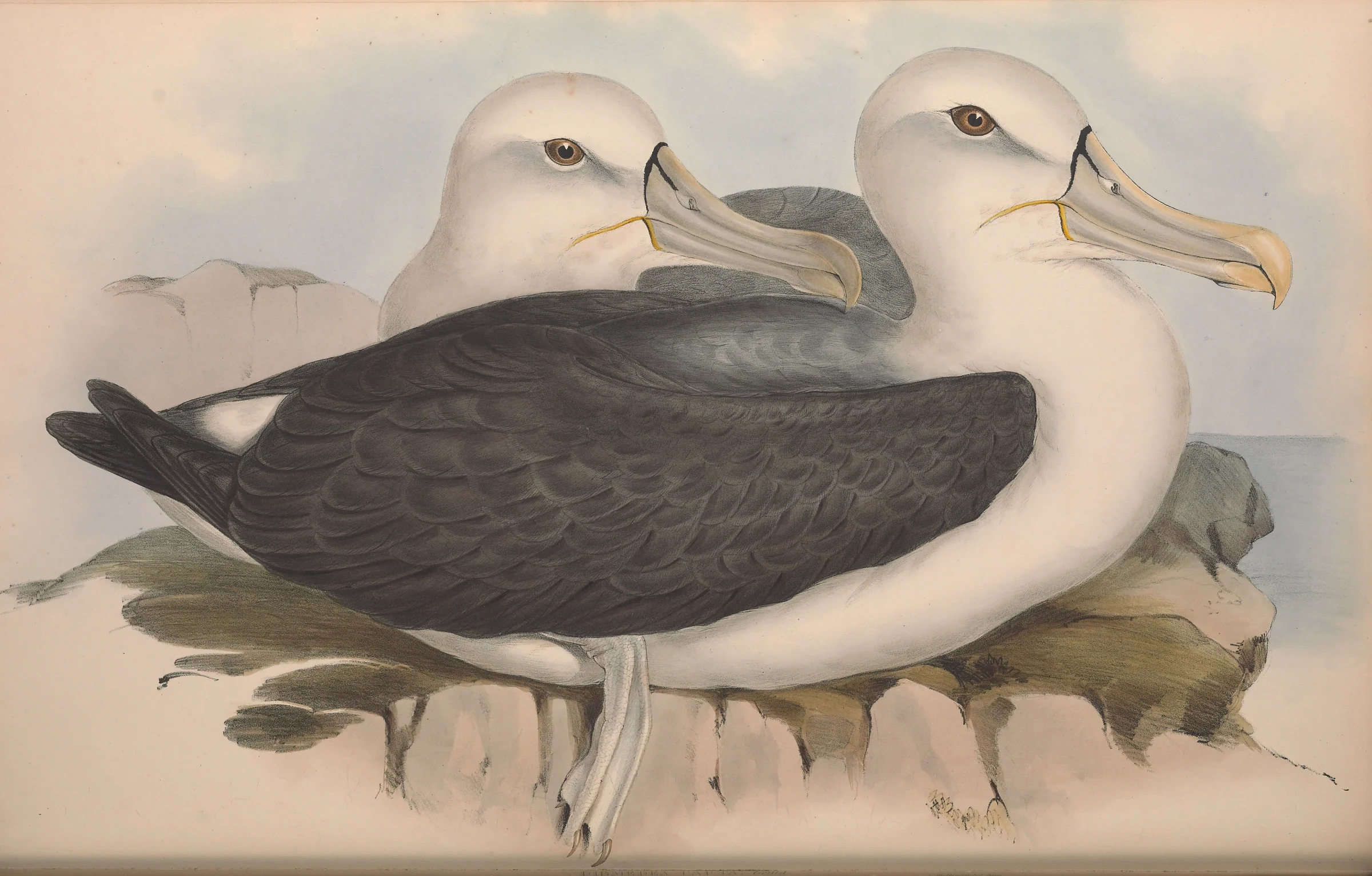 Historical bird plate: Shy Albatross