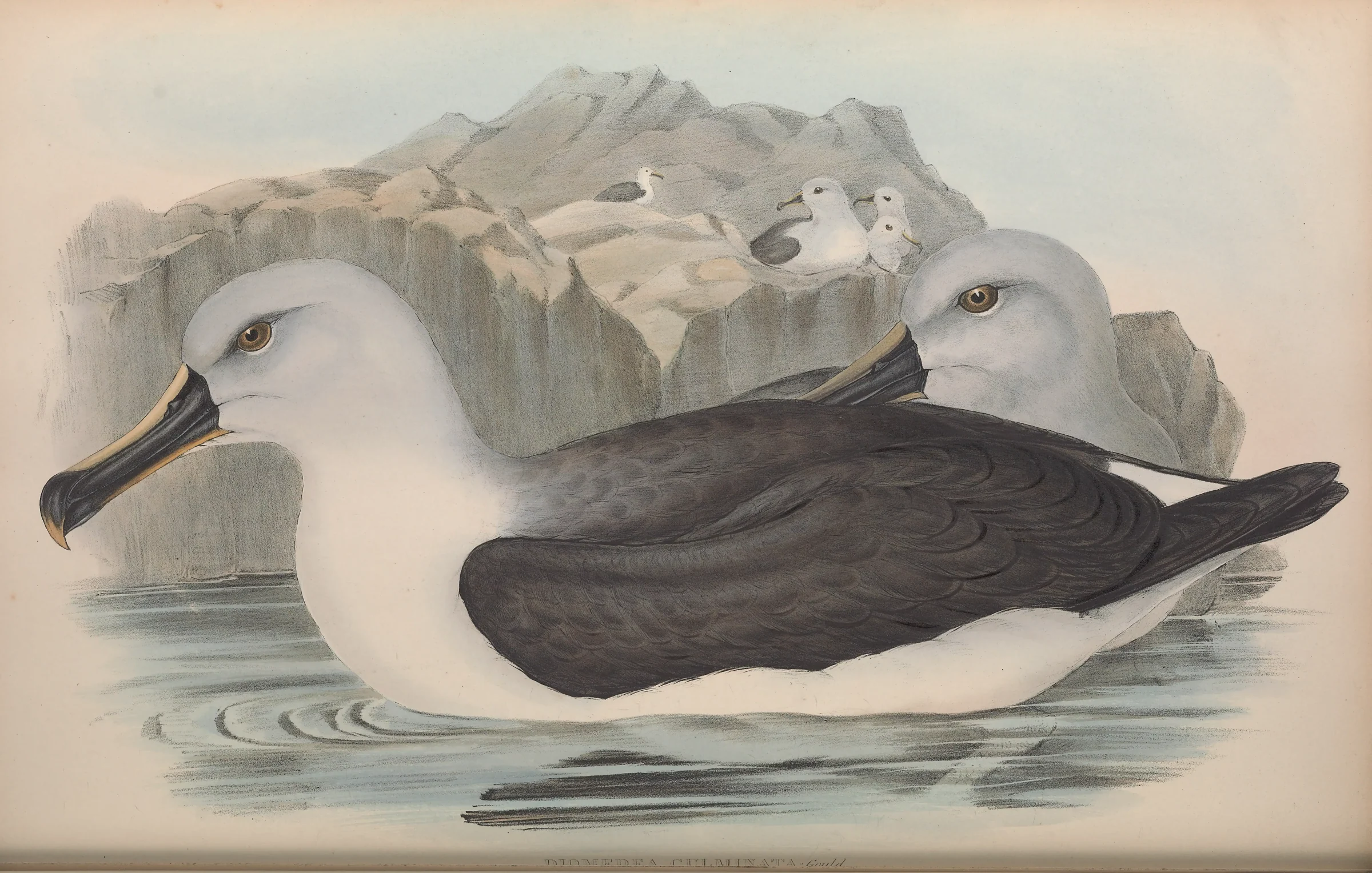 Historical bird plate: Grey-headed Albatross