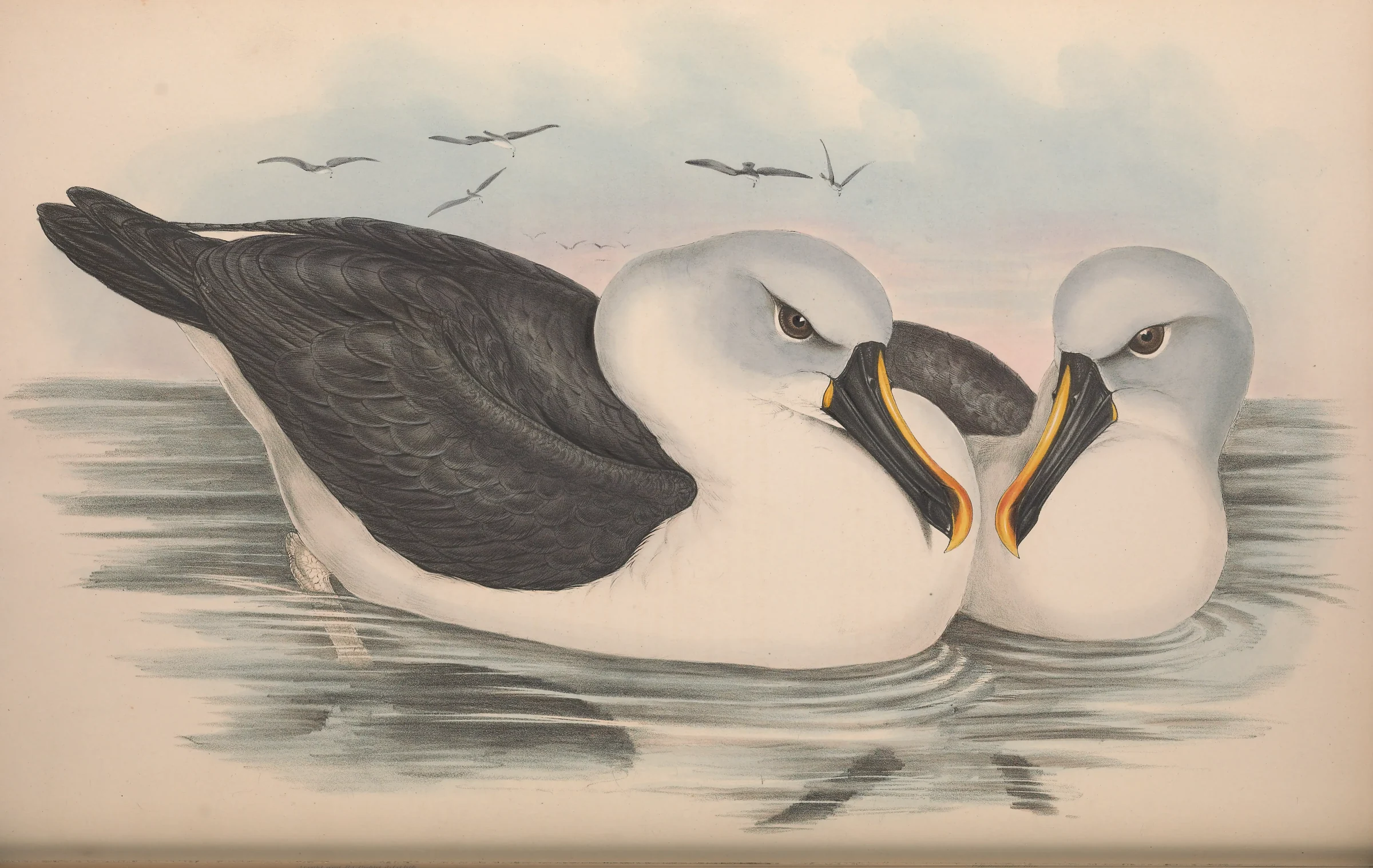 Historical bird plate: Atlantic Yellow-nosed Albatross