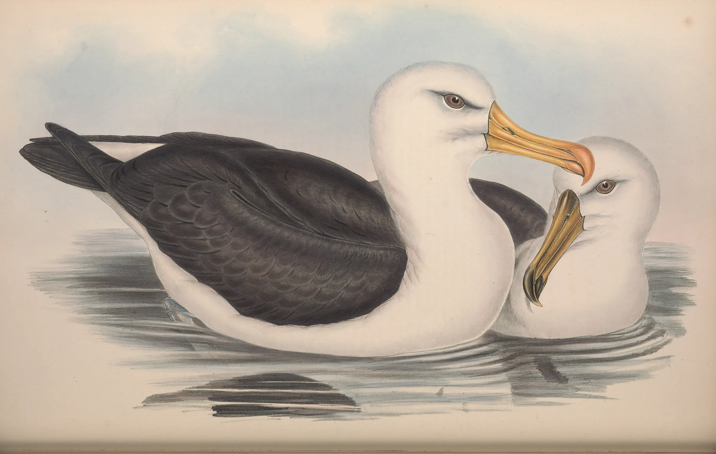 Historical bird plate: Black-browed Albatross