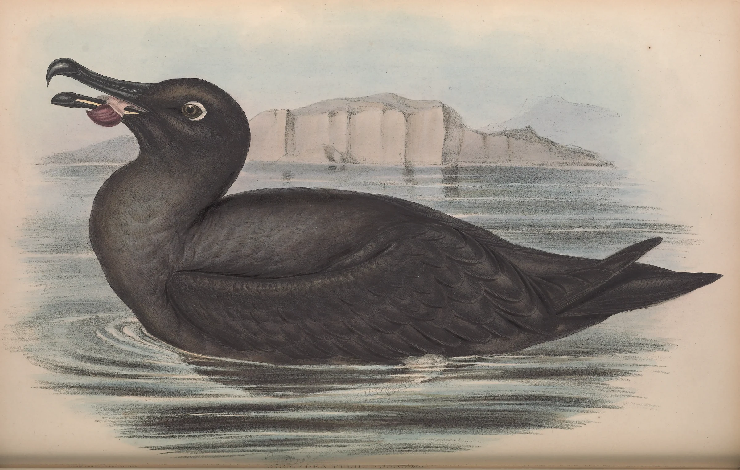 Historical bird plate: Light-mantled Albatross