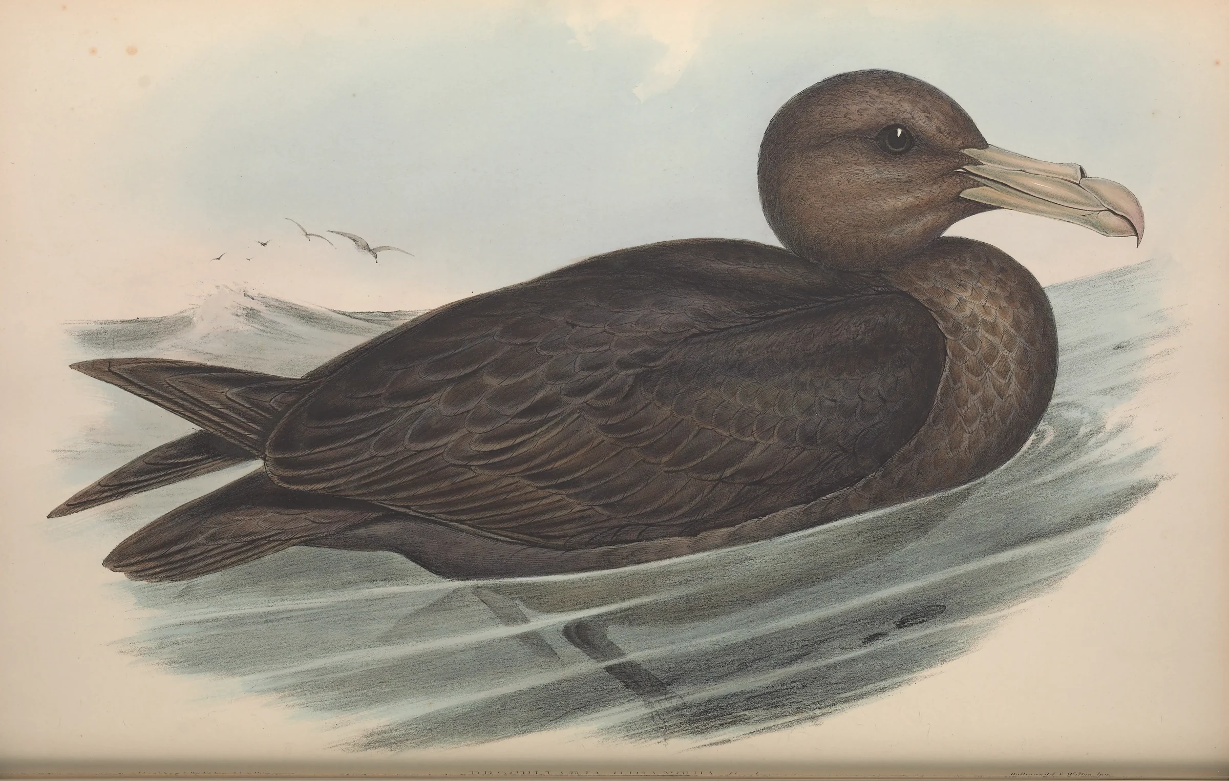 Historical bird plate: Southern Giant Petrel