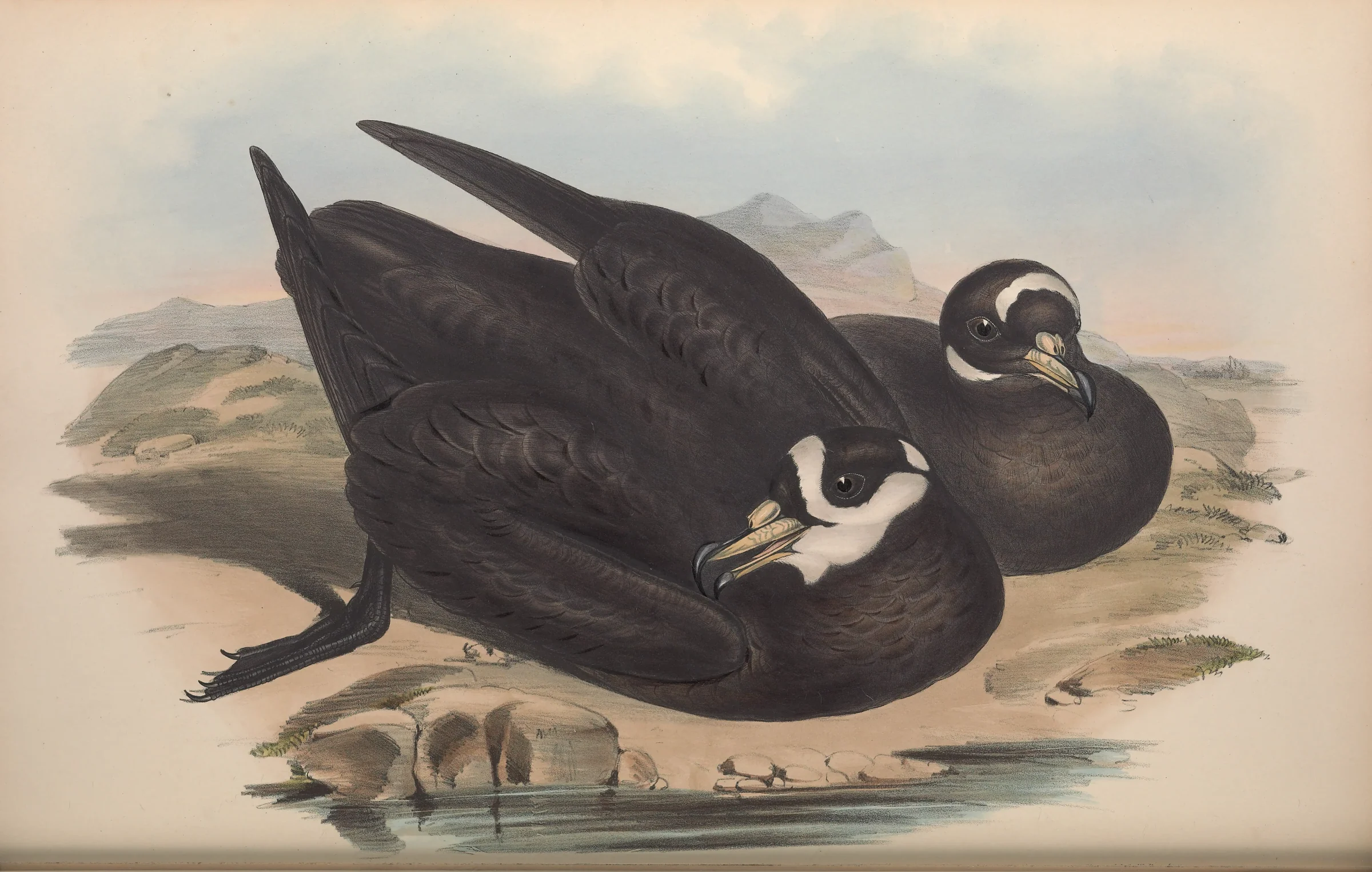 Historical bird plate: Spectacled Petrel