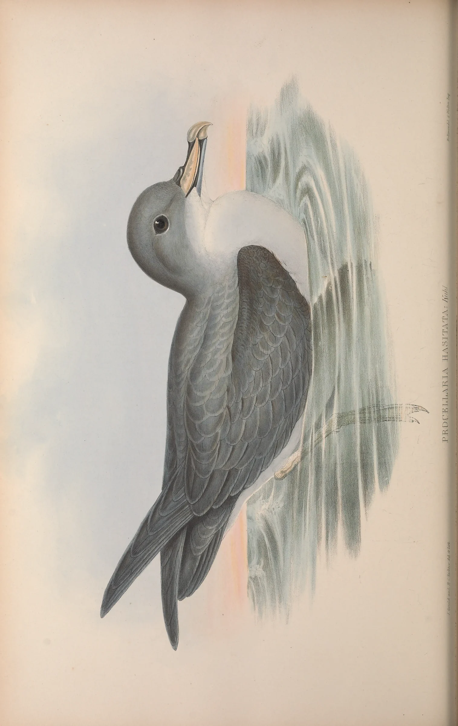 Historical bird plate: Black-capped Petrel