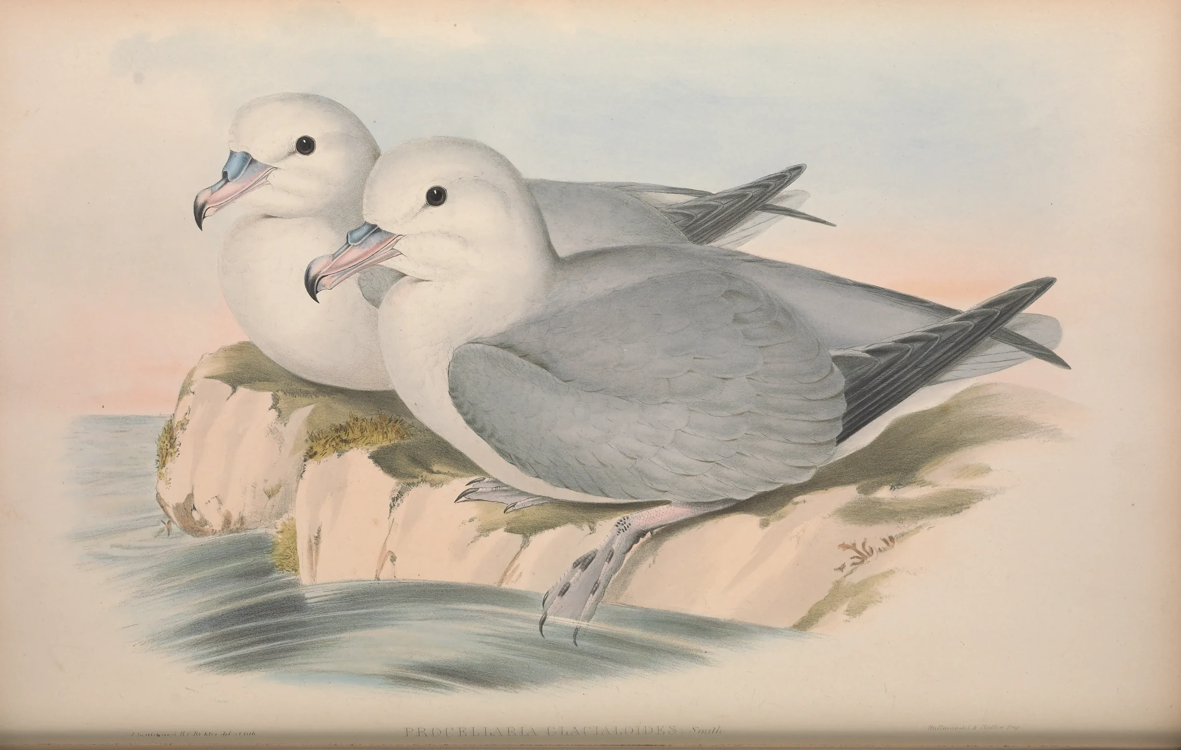 Historical bird plate: Southern Fulmar