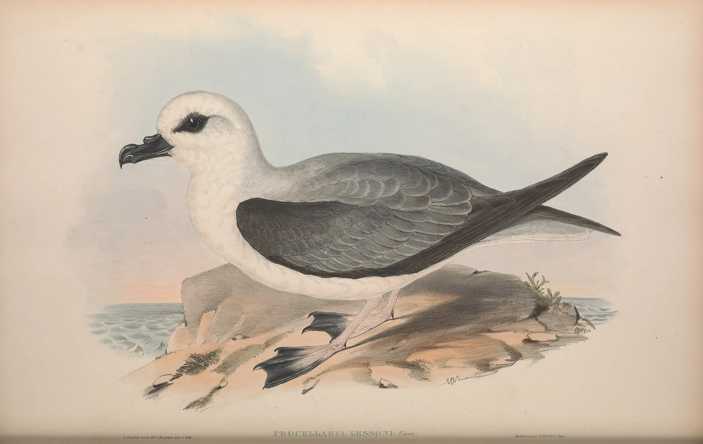 Historical bird plate: White-headed Petrel