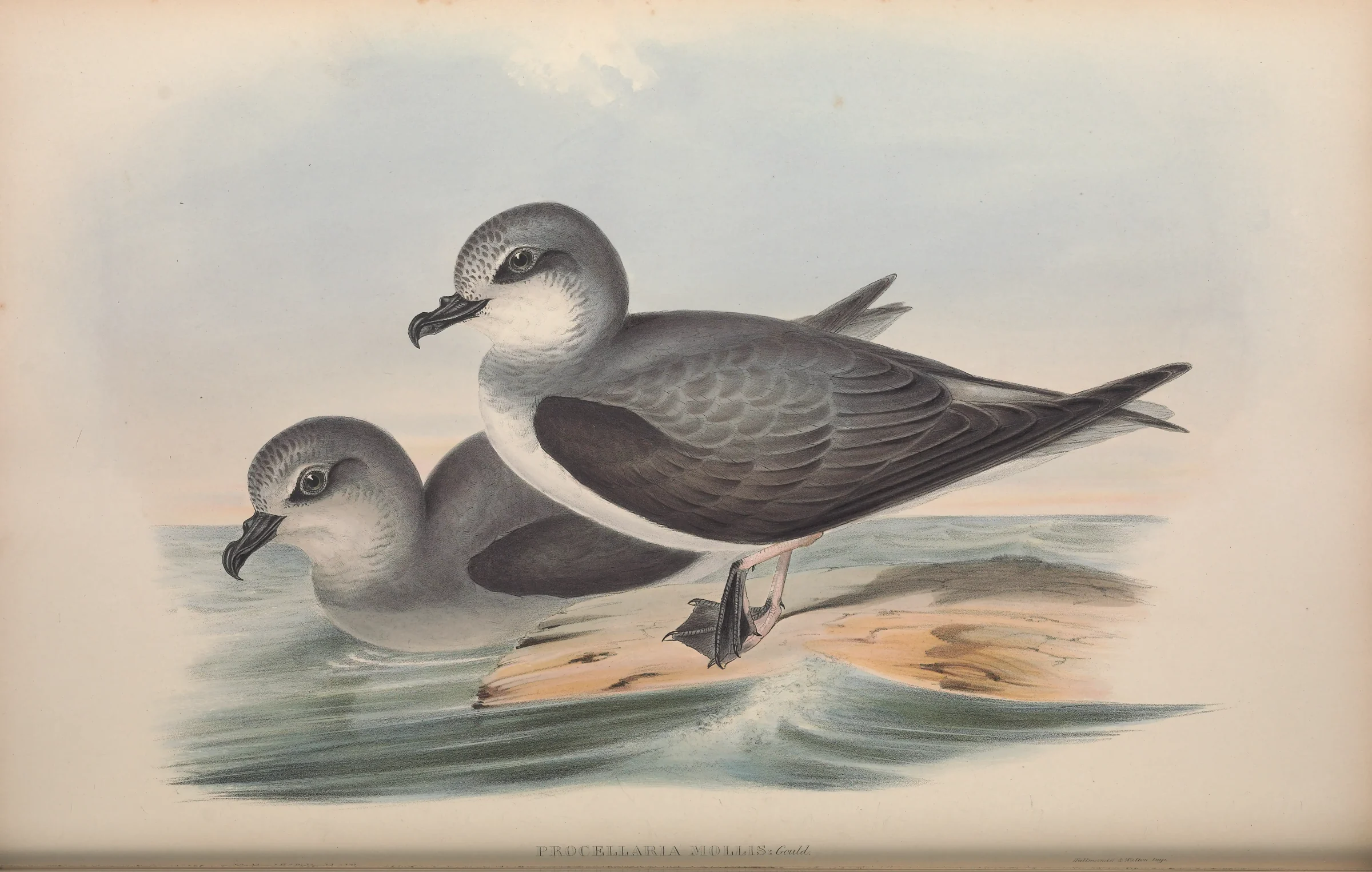 Historical bird plate: Soft-plumaged Petrel