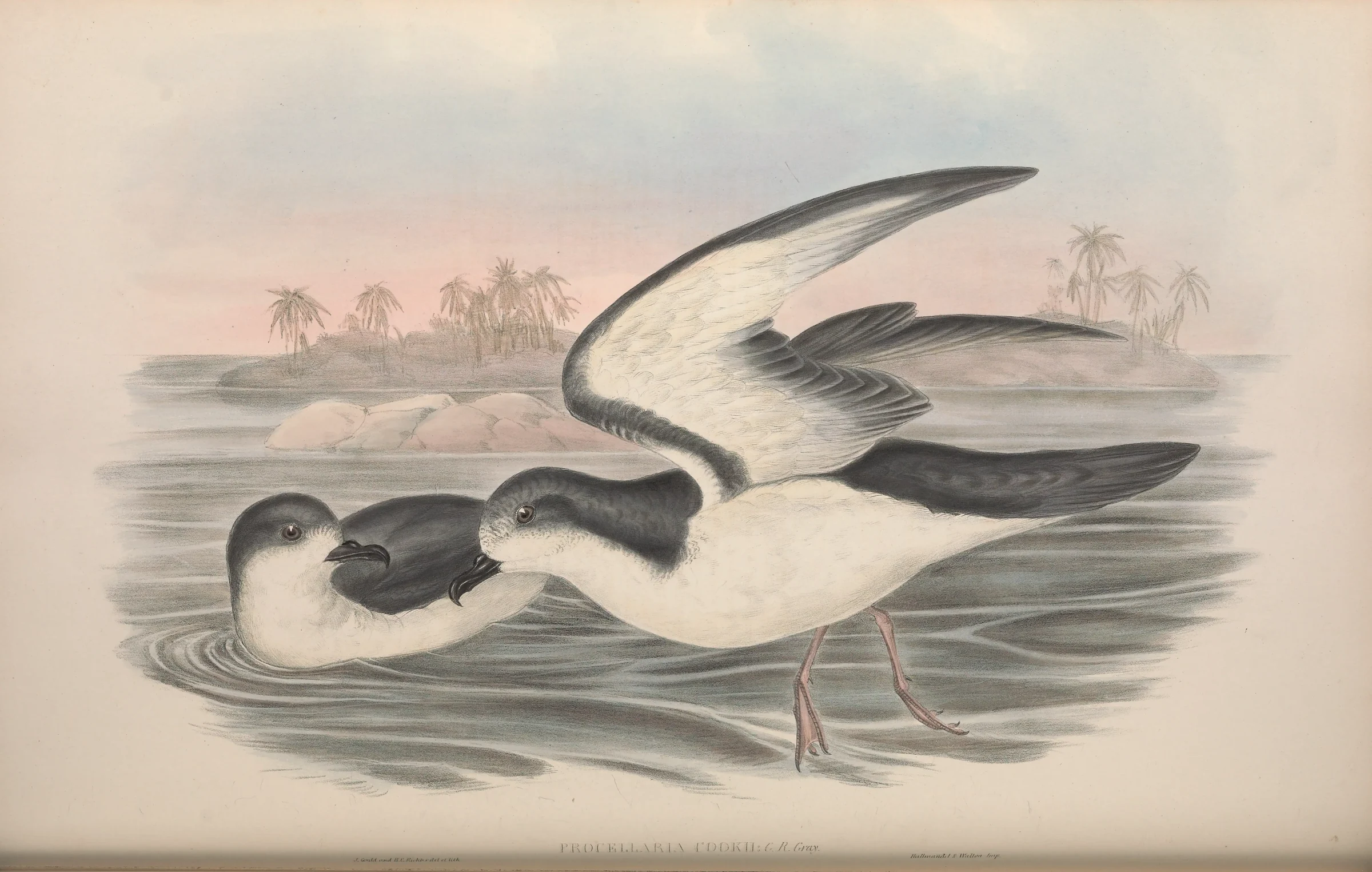 Historical bird plate: Cook's Petrel