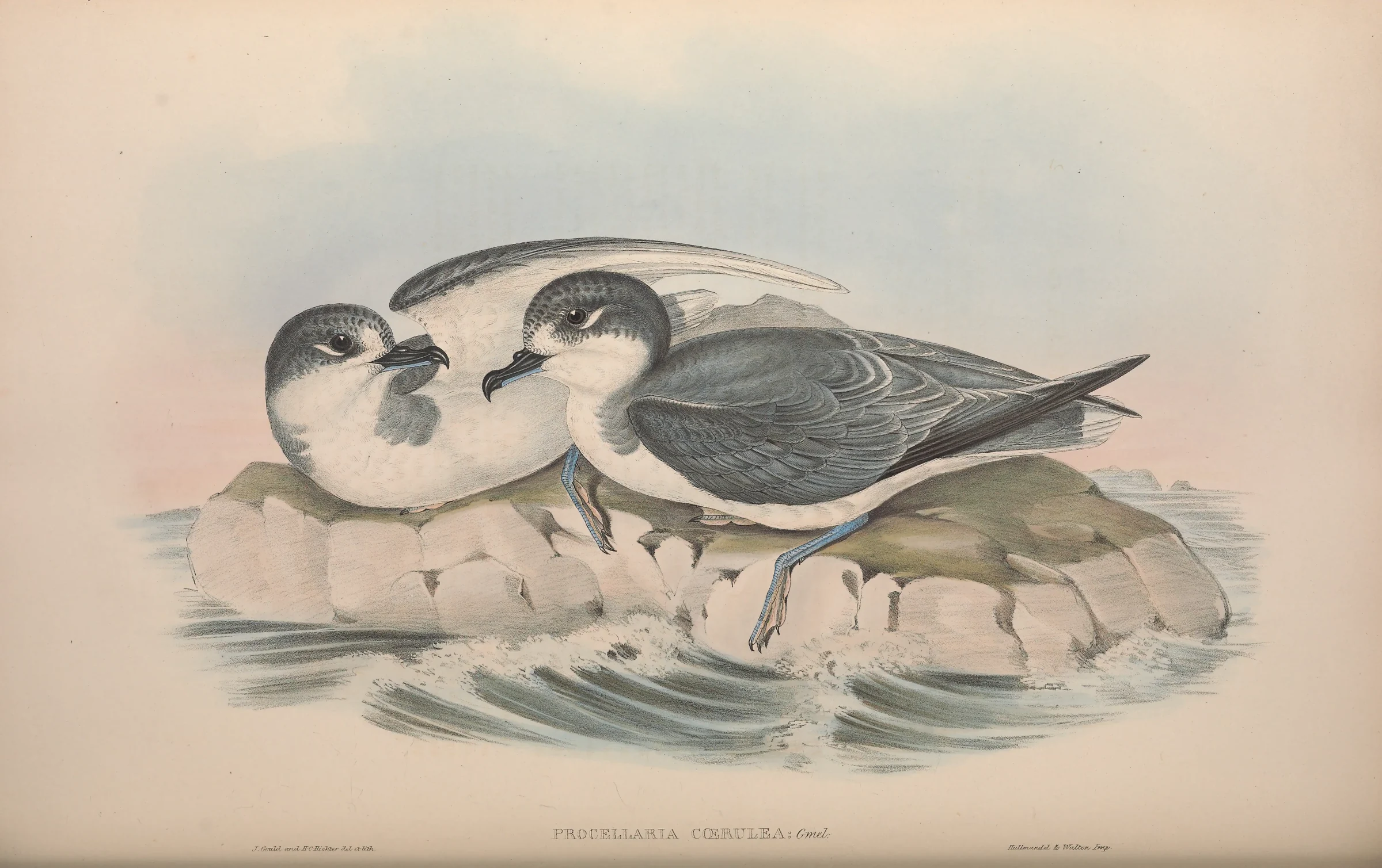 Historical bird plate: Blue Petrel