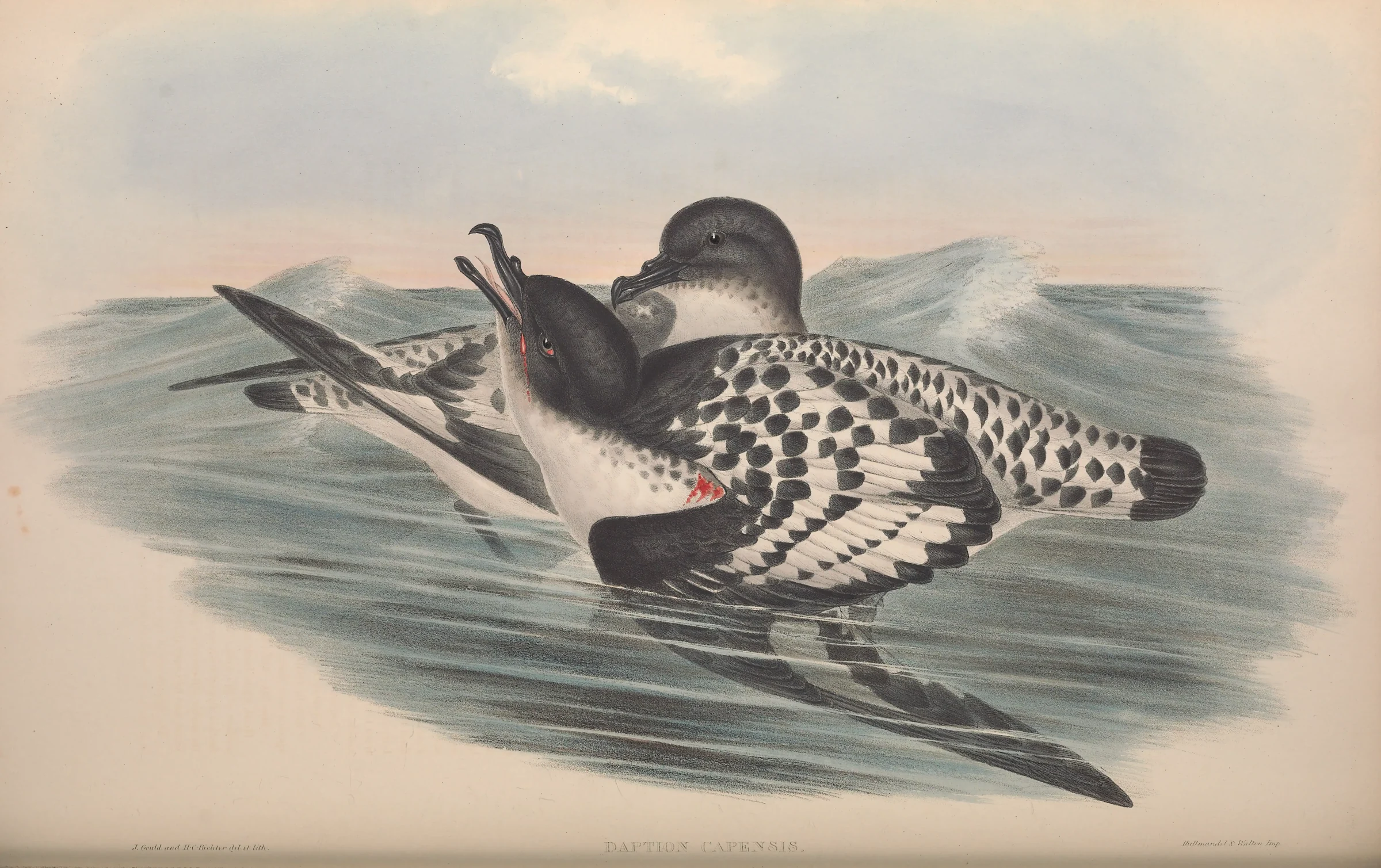 Historical bird plate: Pintado Petrel