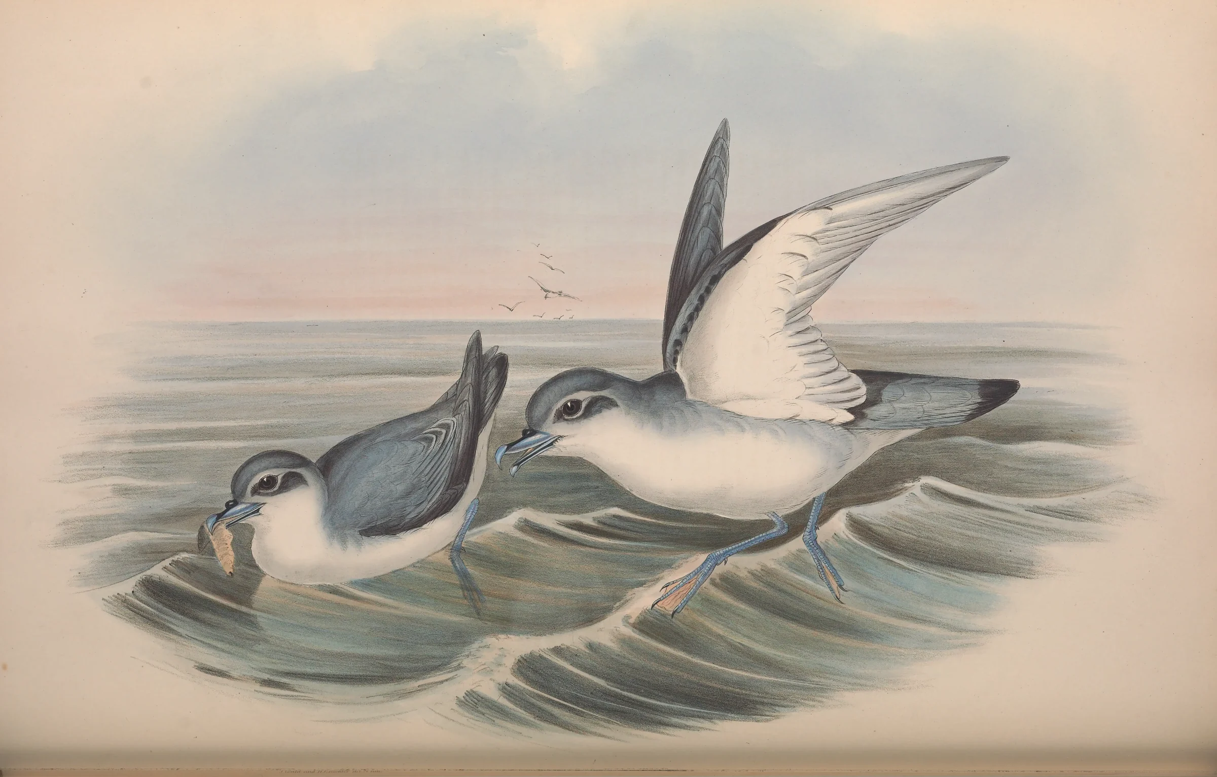 Historical bird plate: Fairy Prion