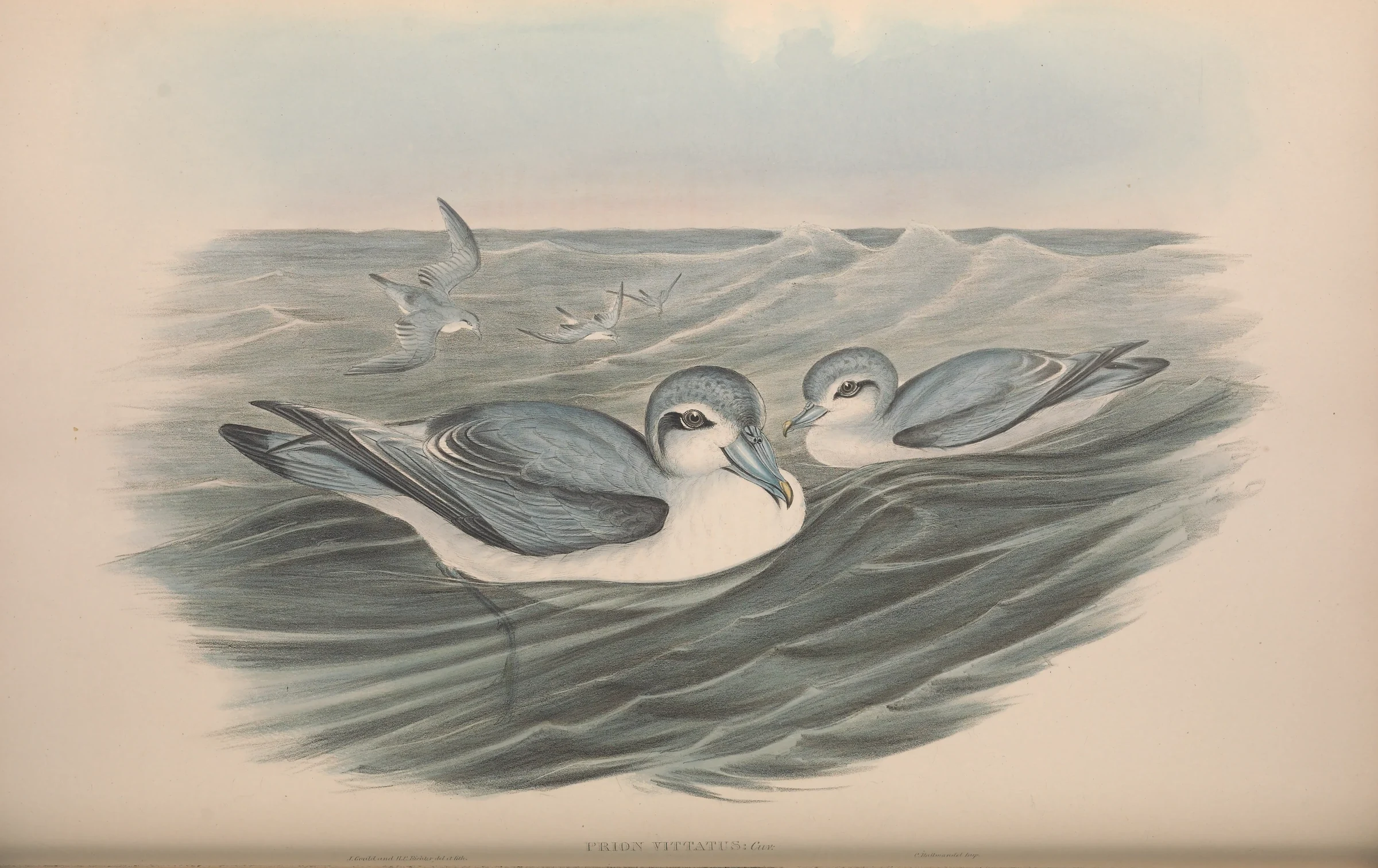Historical bird plate: Broad-billed Prion
