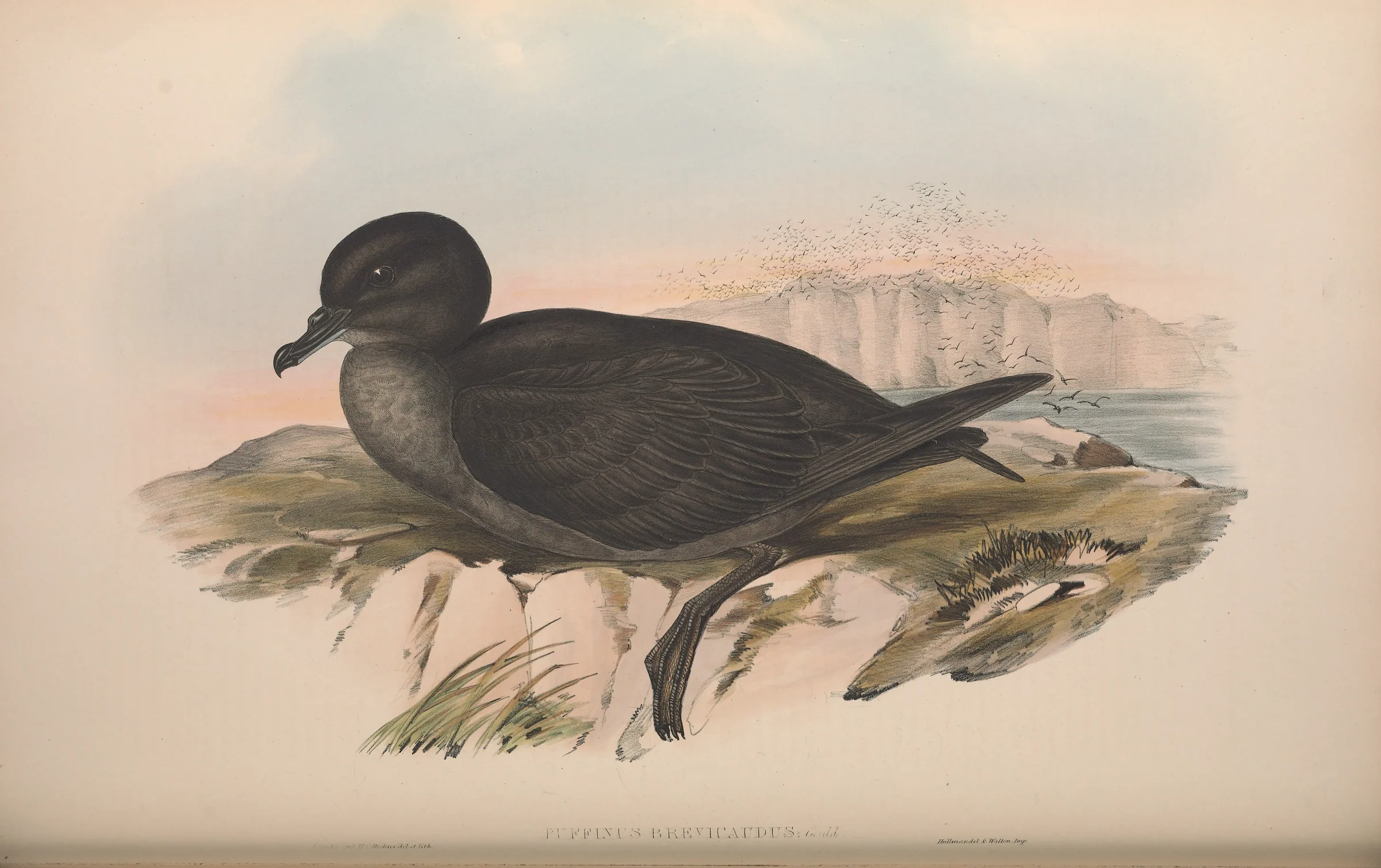Historical bird plate: Short-tailed Shearwater