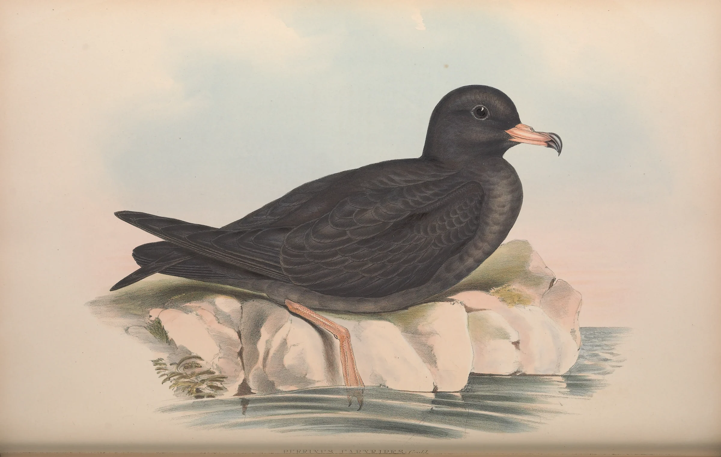 Historical bird plate: Flesh-footed Shearwater