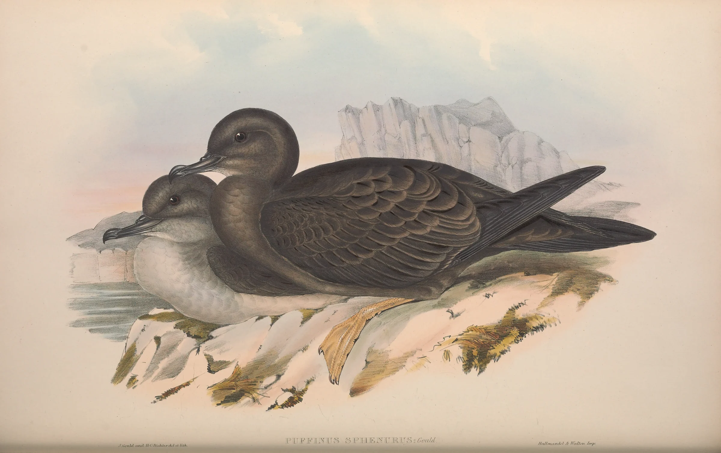 Historical bird plate: Wedge-tailed Shearwater