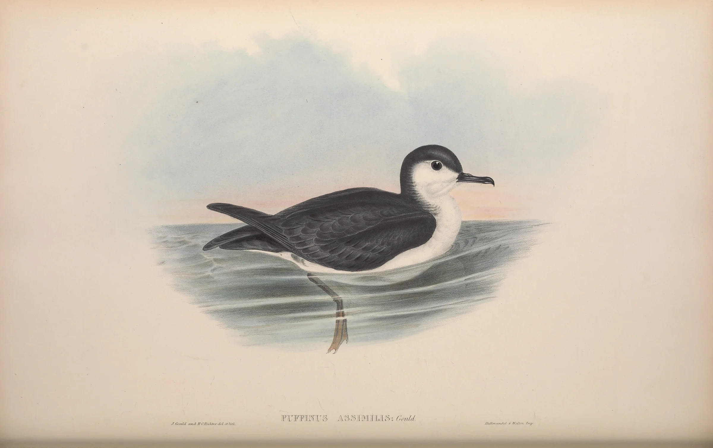 Historical bird plate: Little Shearwater