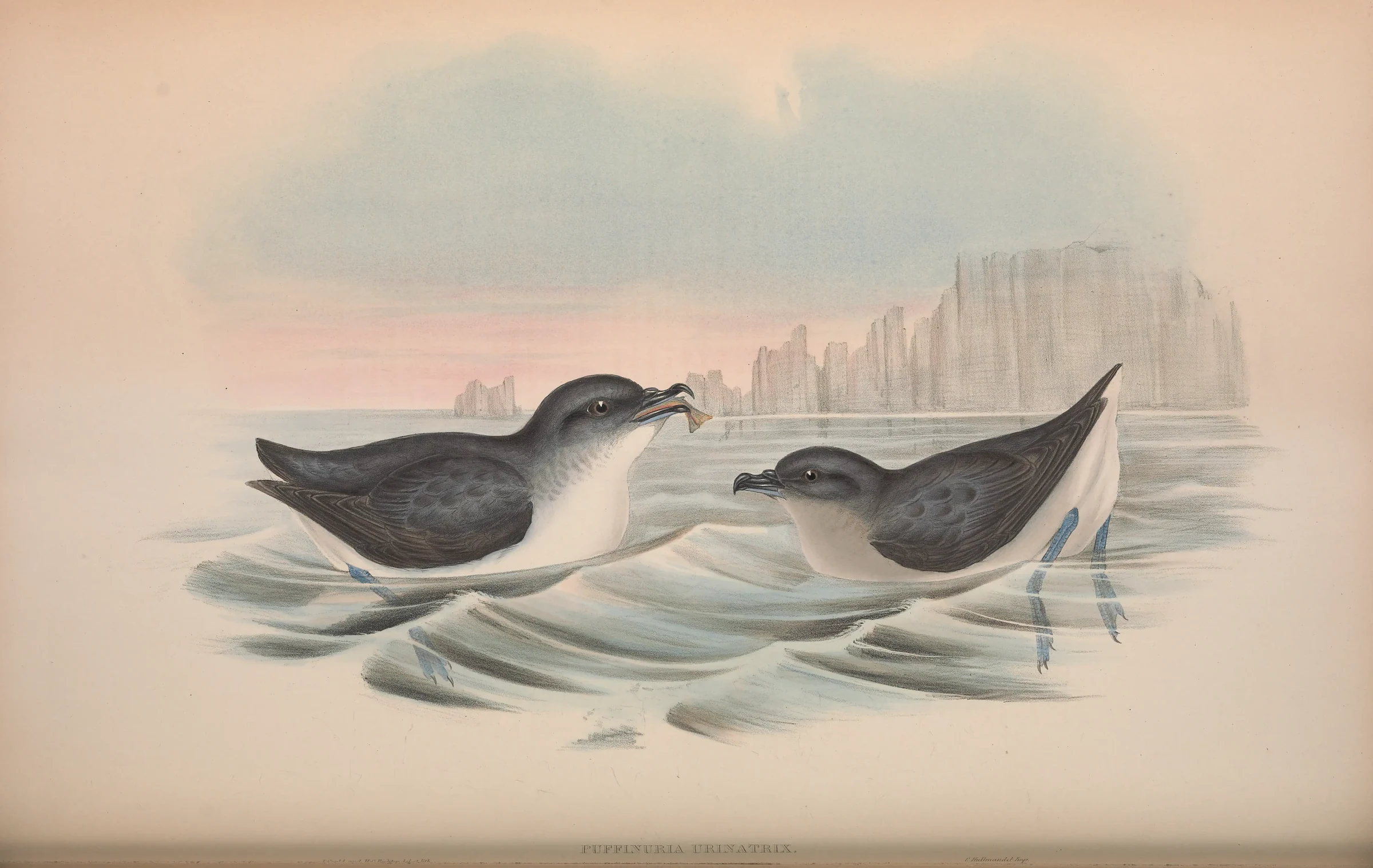 Historical bird plate: Common Diving Petrel