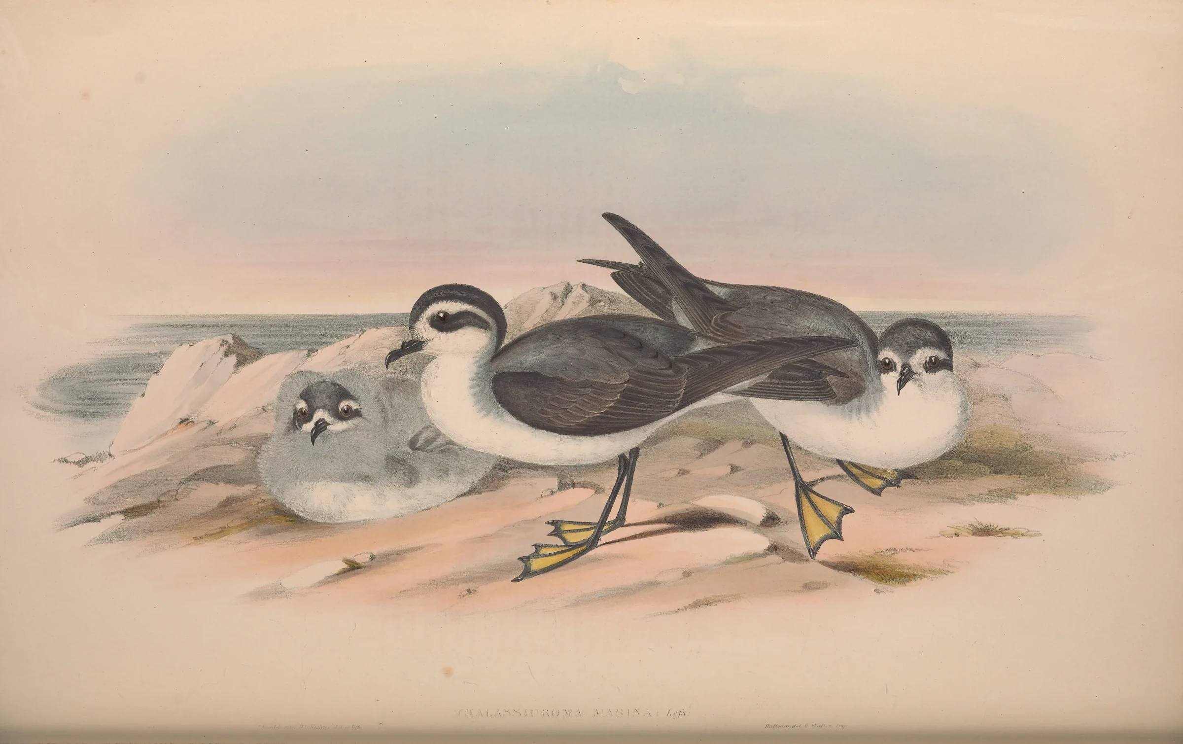 Historical bird plate: White-faced Storm Petrel