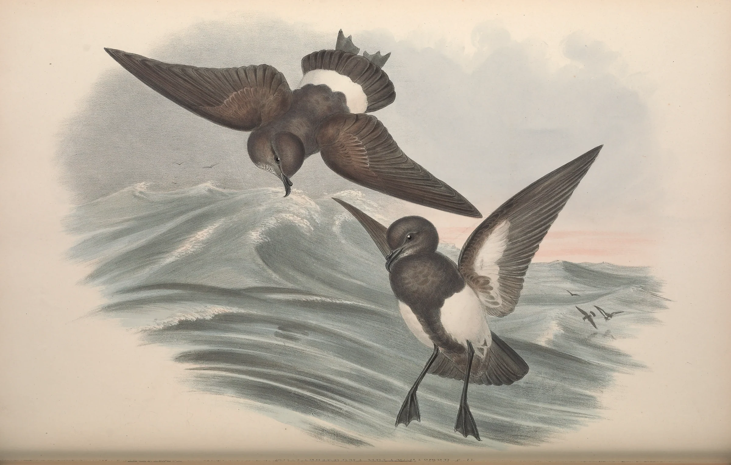Historical bird plate: Black-bellied Storm Petrel