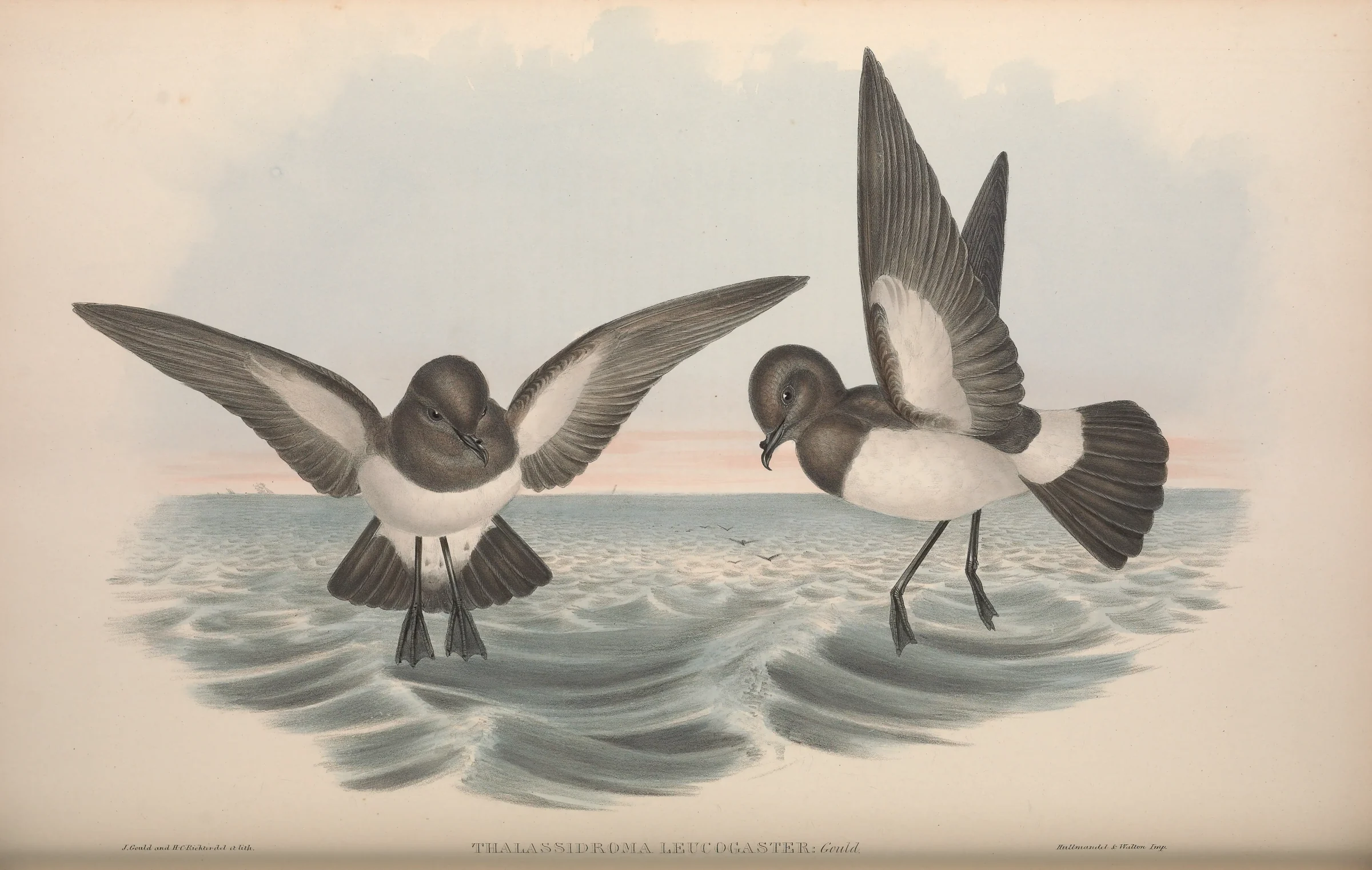 Historical bird plate: White-bellied Storm Petrel