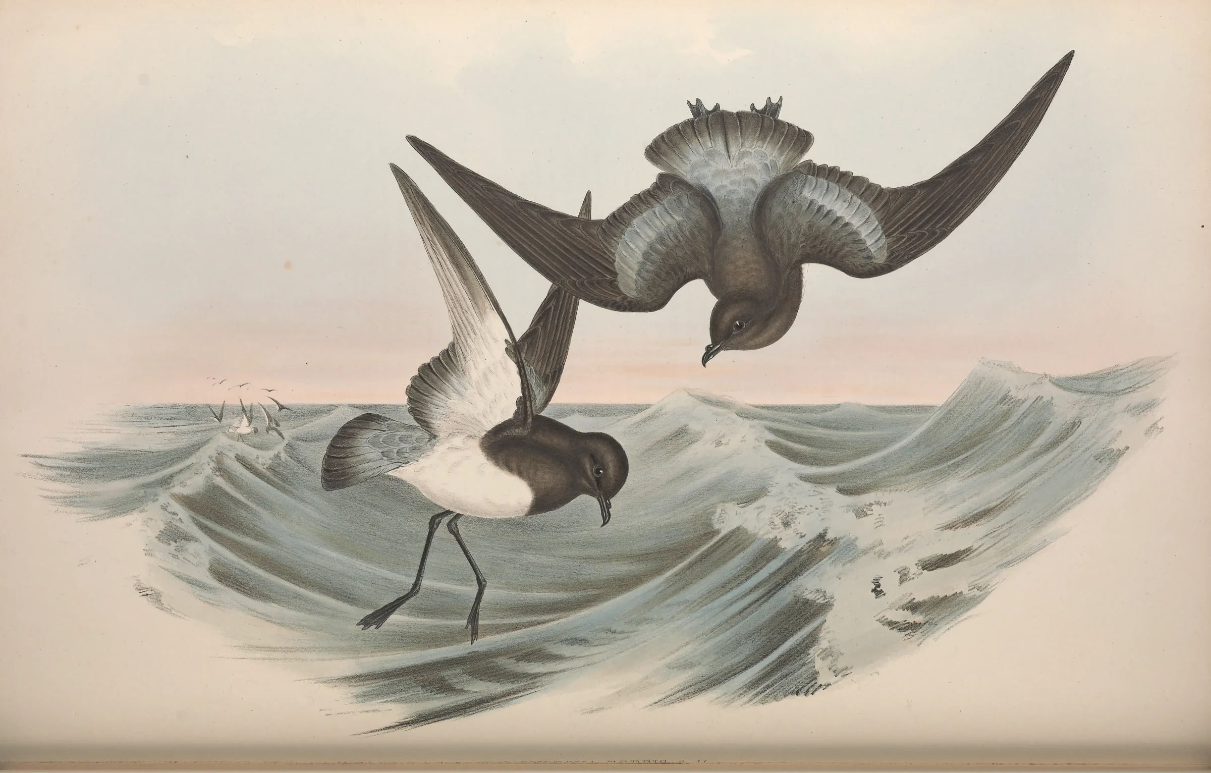 Historical bird plate: Grey-backed Storm Petrel