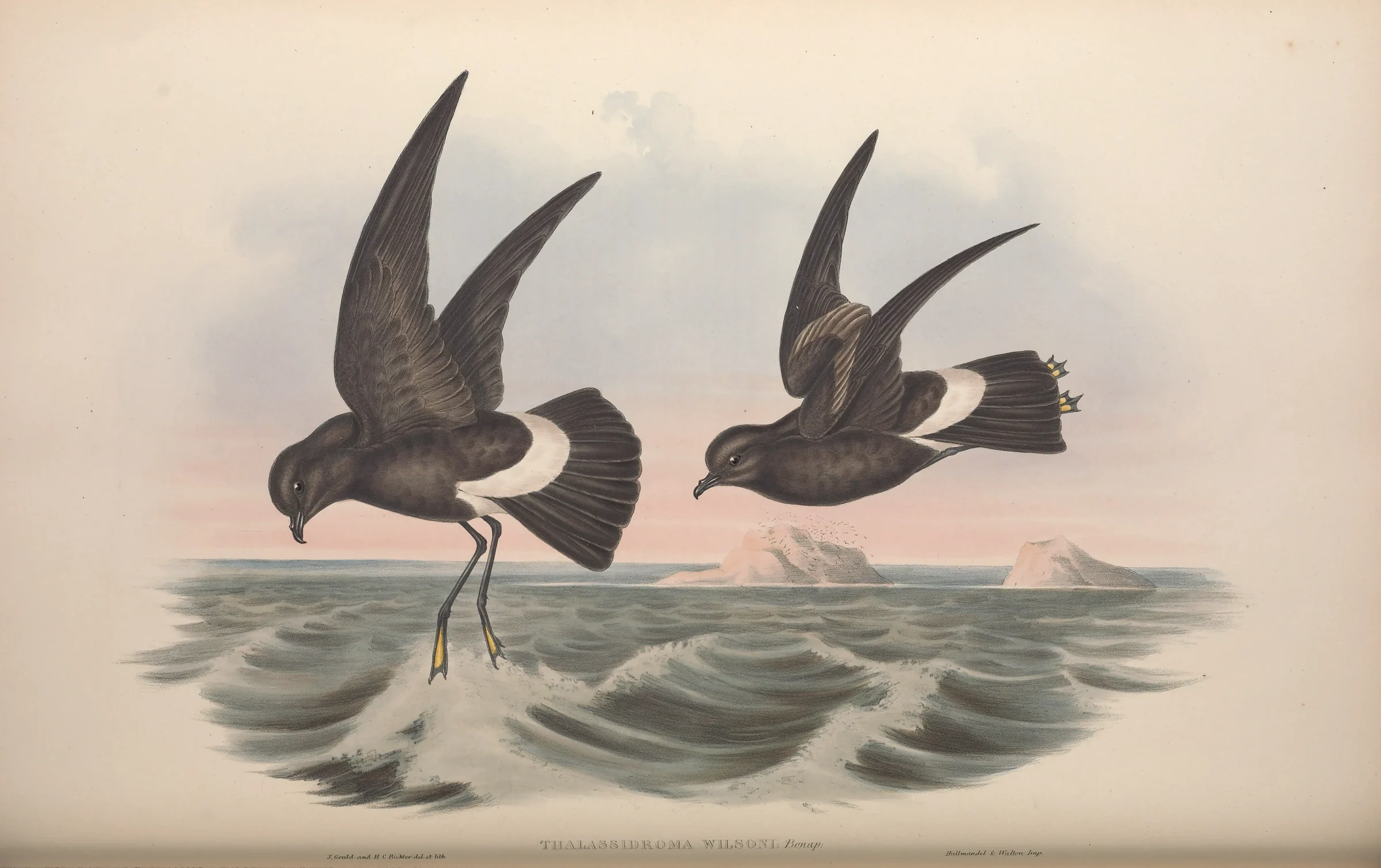 Historical bird plate: Wilson's Storm Petrel